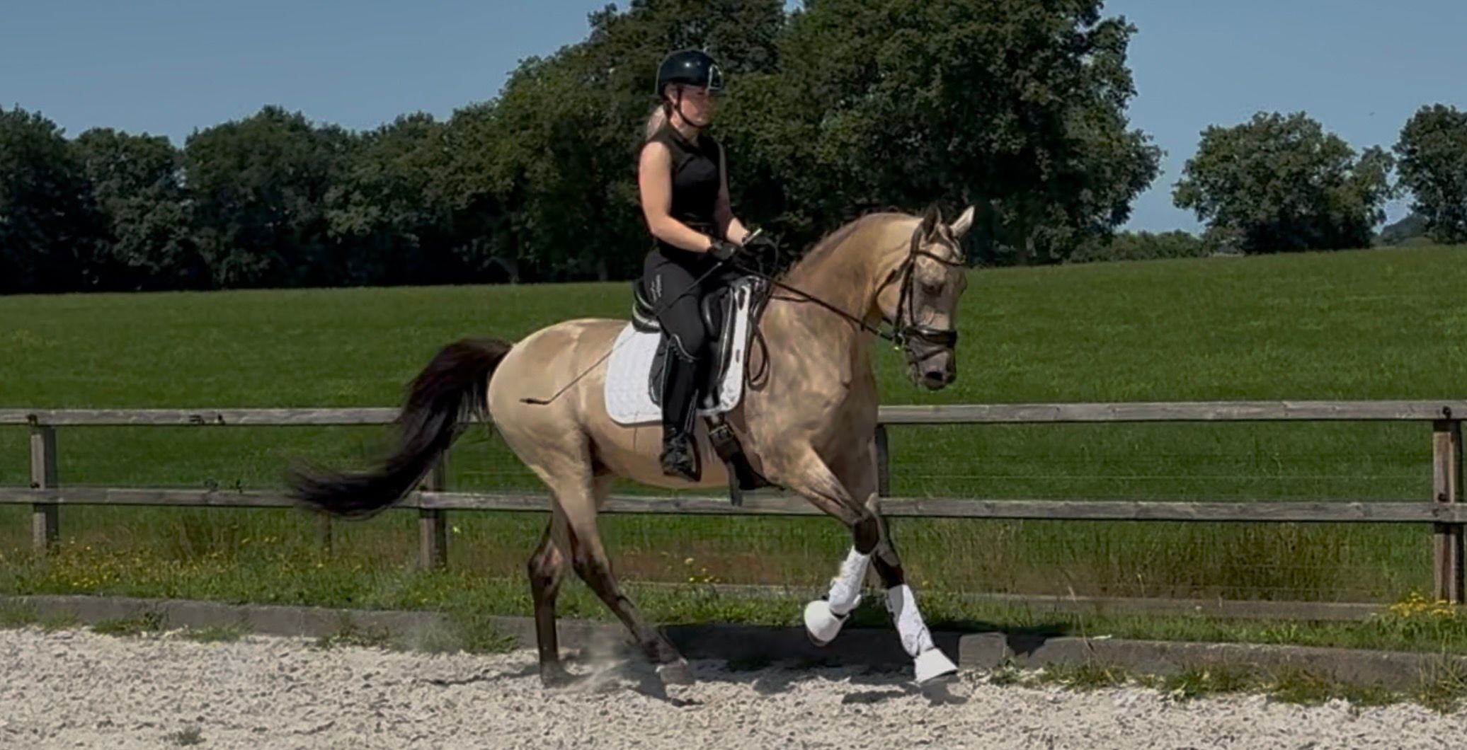 ander allrounder hengst 5 jaar andere-kleur te koop - Foto 5