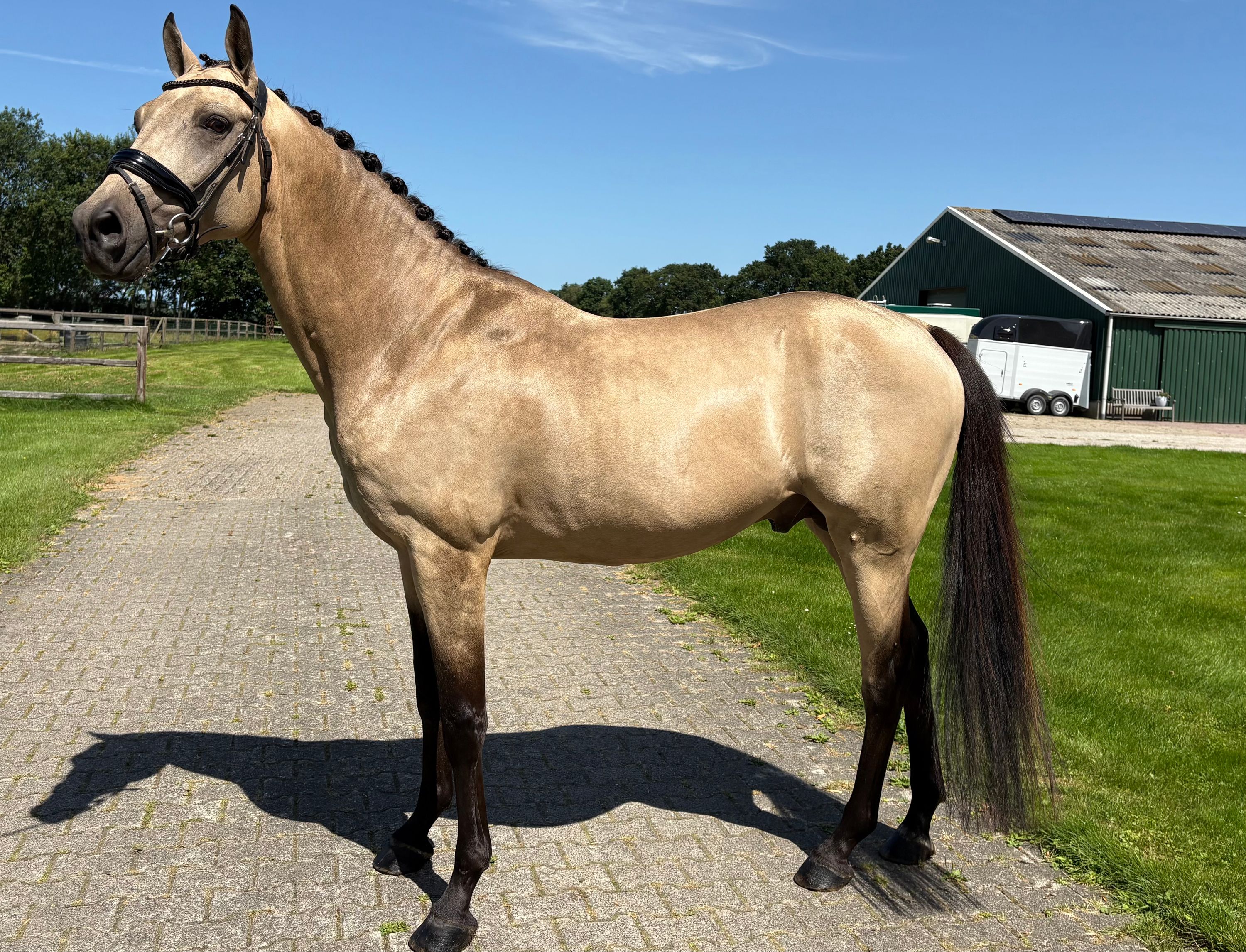 ander allrounder hengst 5 jaar andere-kleur te koop - Foto 2