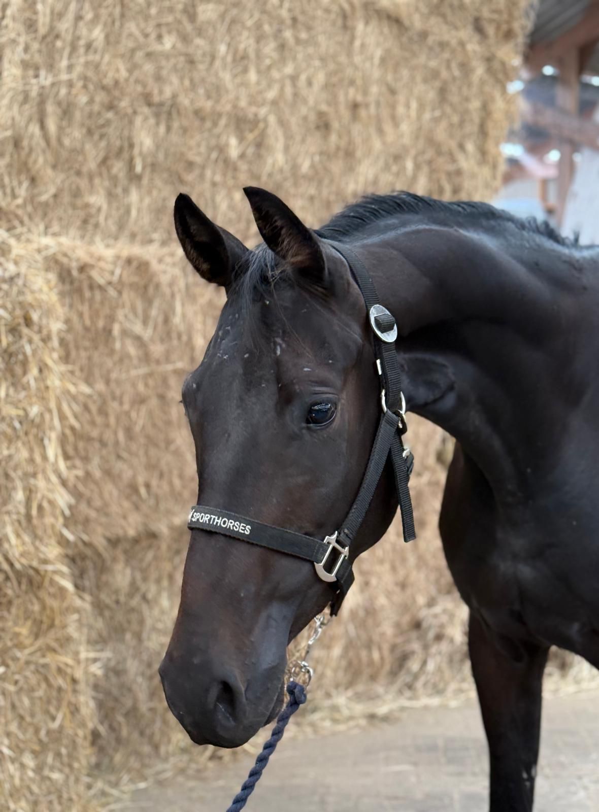 zeer interesant spring of eventing paard