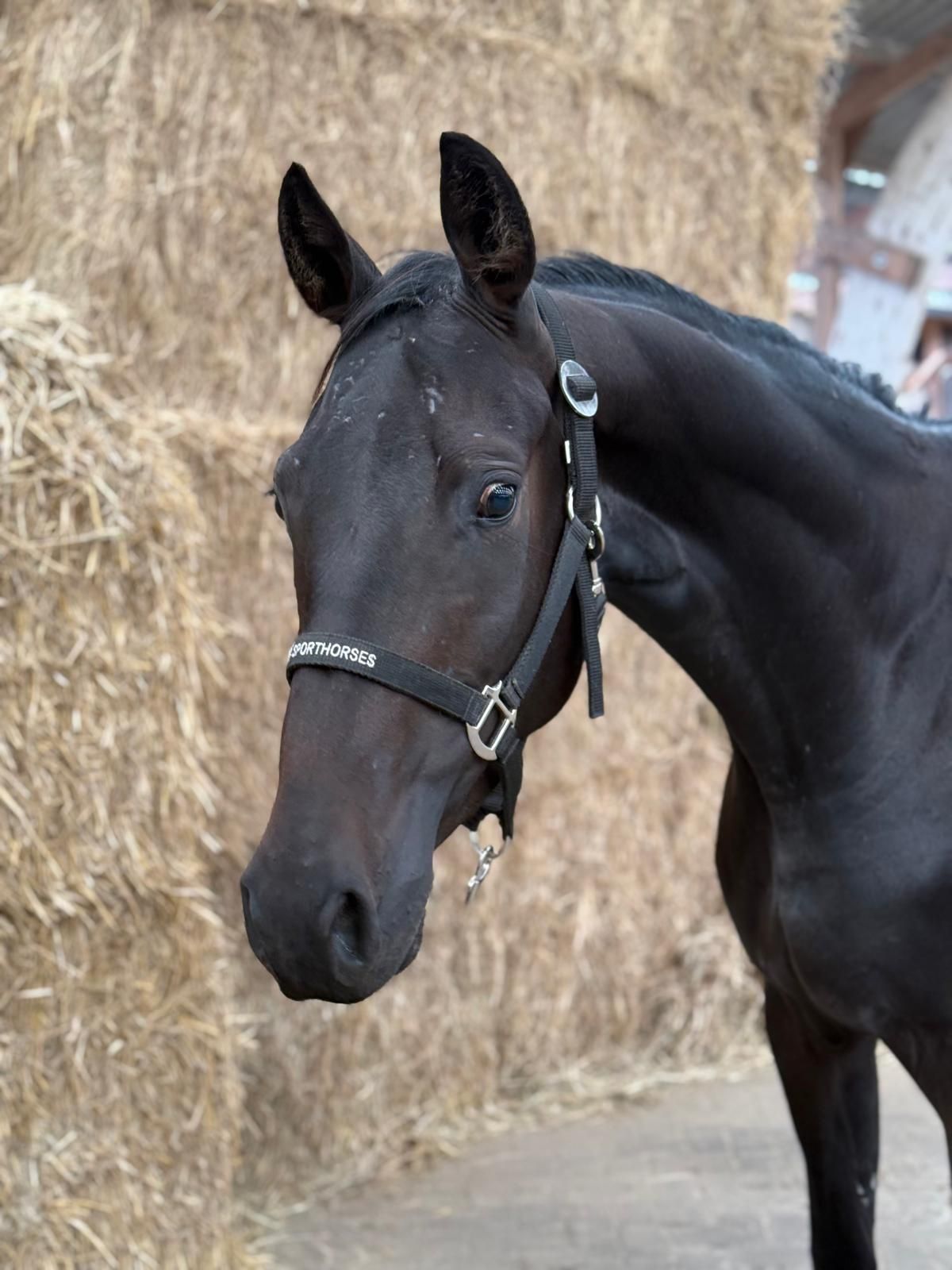 kwpn springpaard ruin 3 jaar donkerbruin te koop - Foto 3