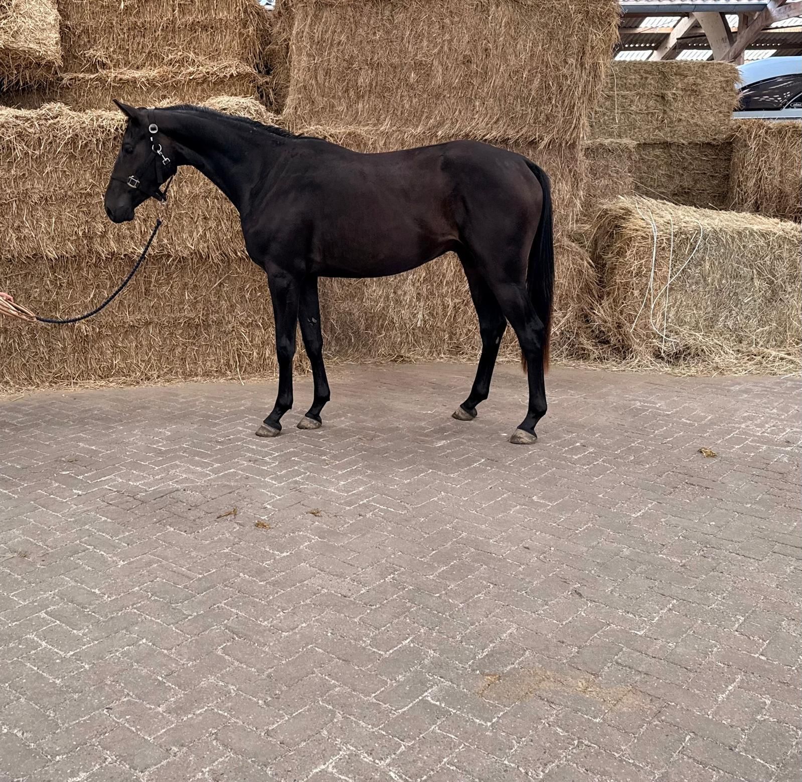 kwpn springpaard ruin 3 jaar donkerbruin te koop - Foto 2