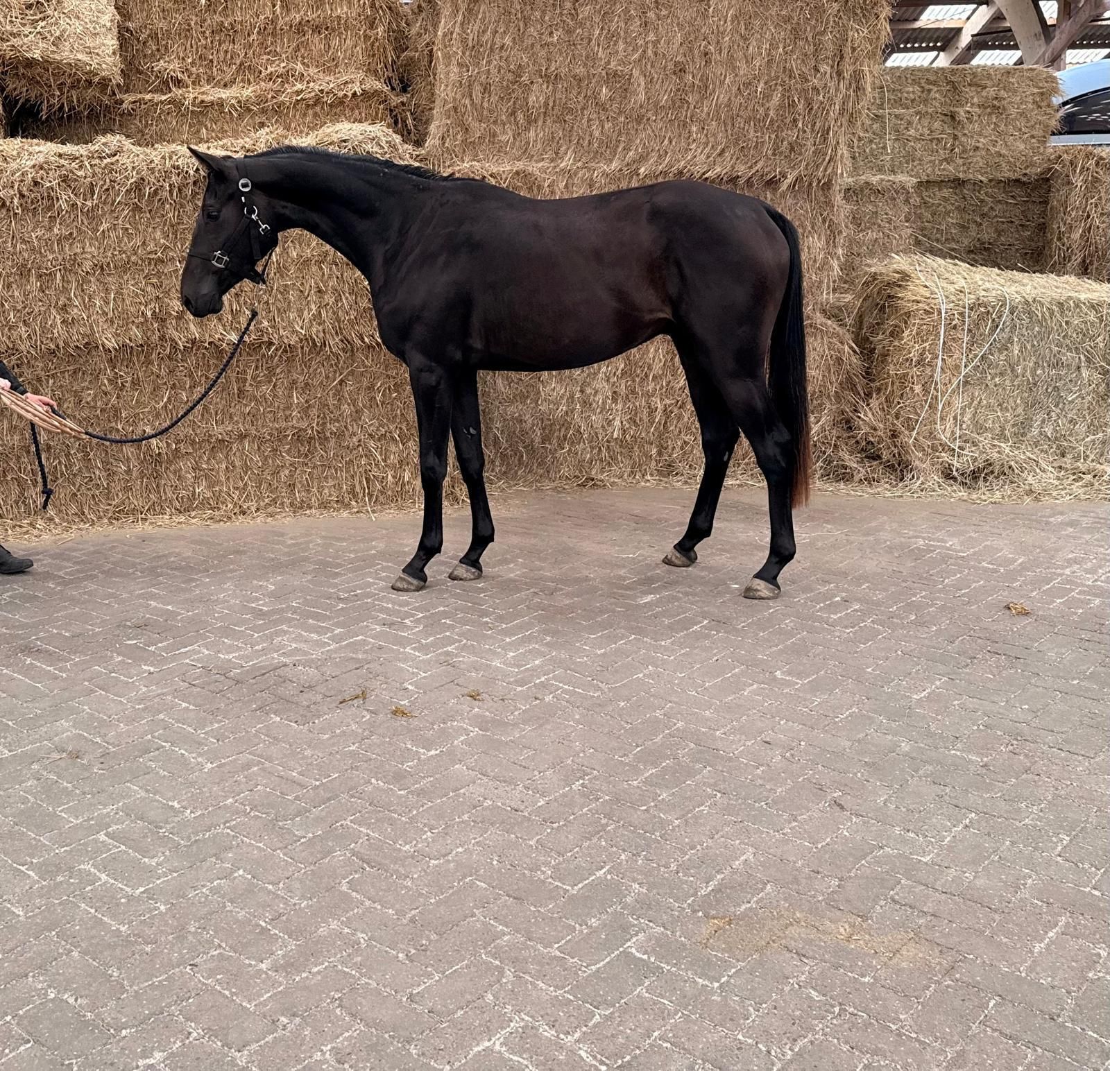 kwpn springpaard ruin 3 jaar donkerbruin te koop - Foto 4