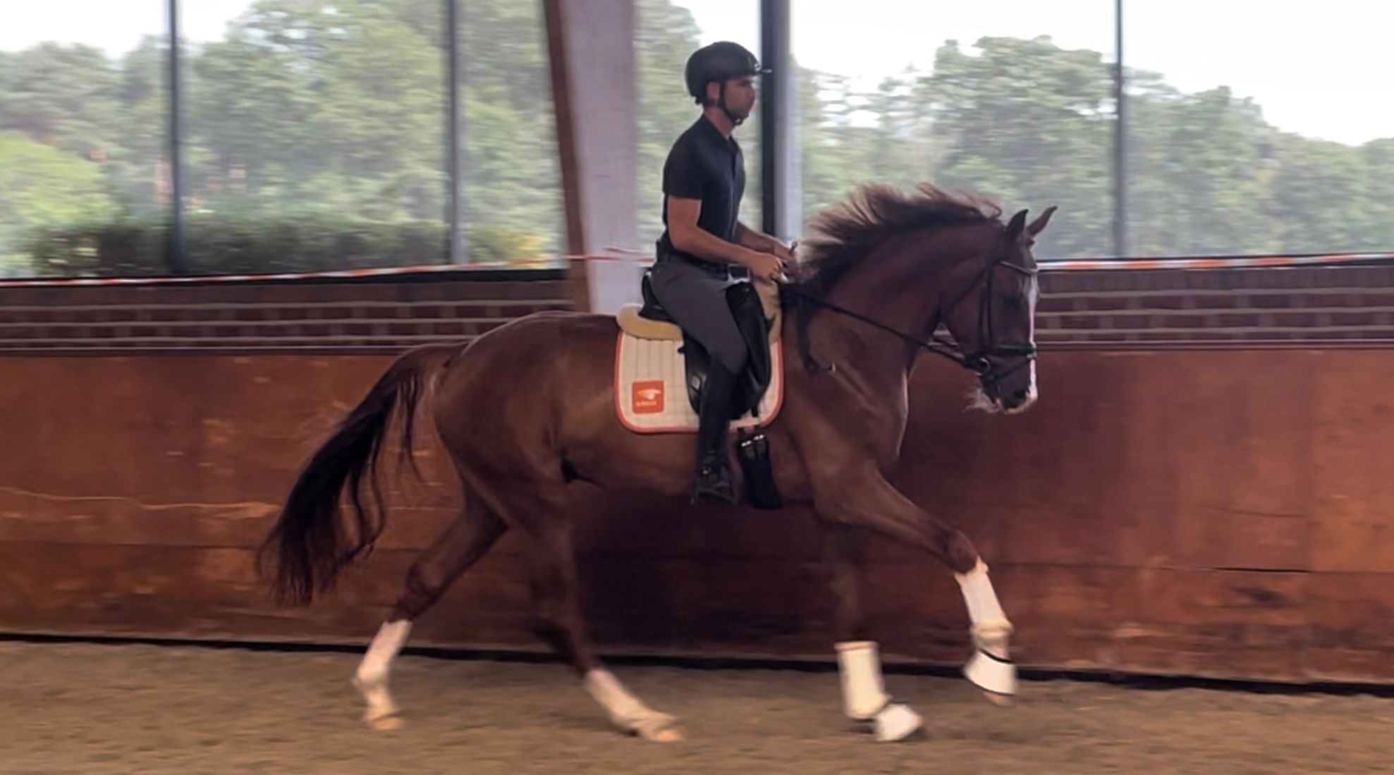 KWPN dressuurpaard ruin 3 år vos till salu - Foto 3