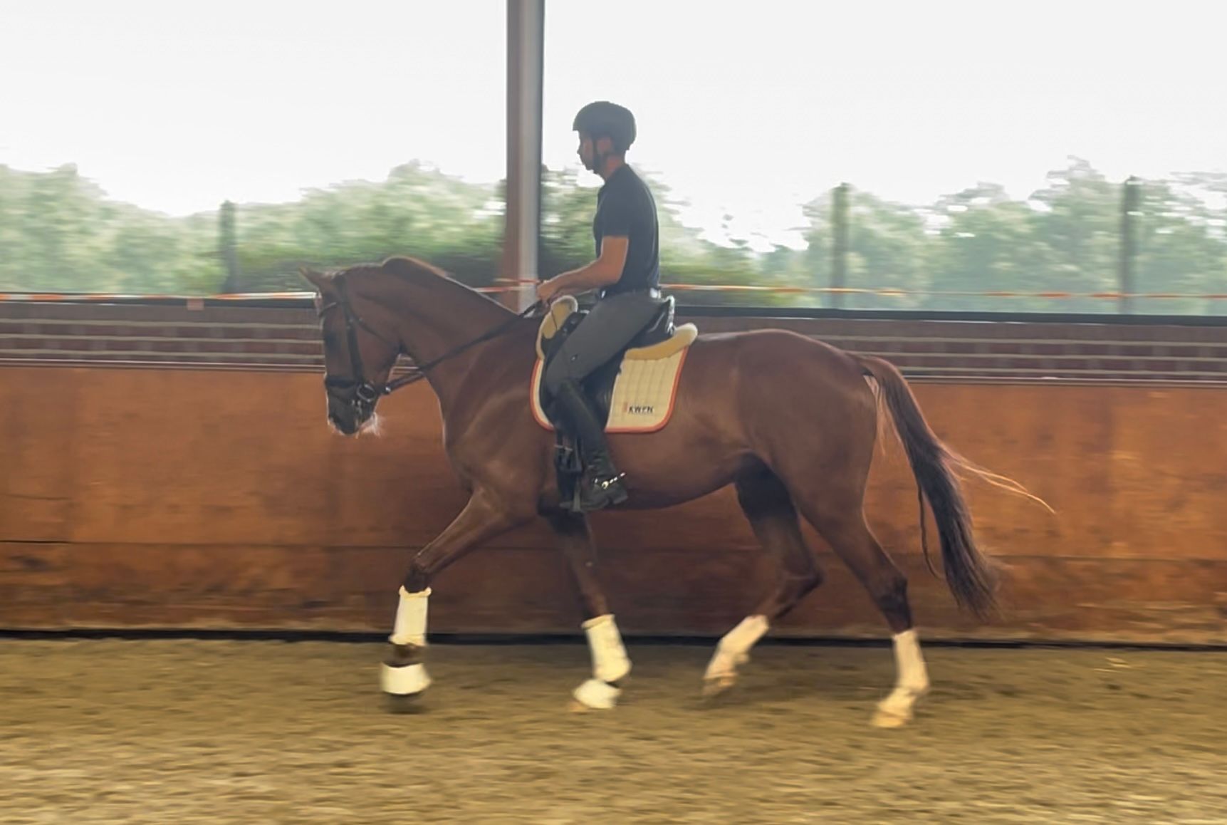 KWPN dressuurpaard ruin 3 år vos till salu - Foto 2