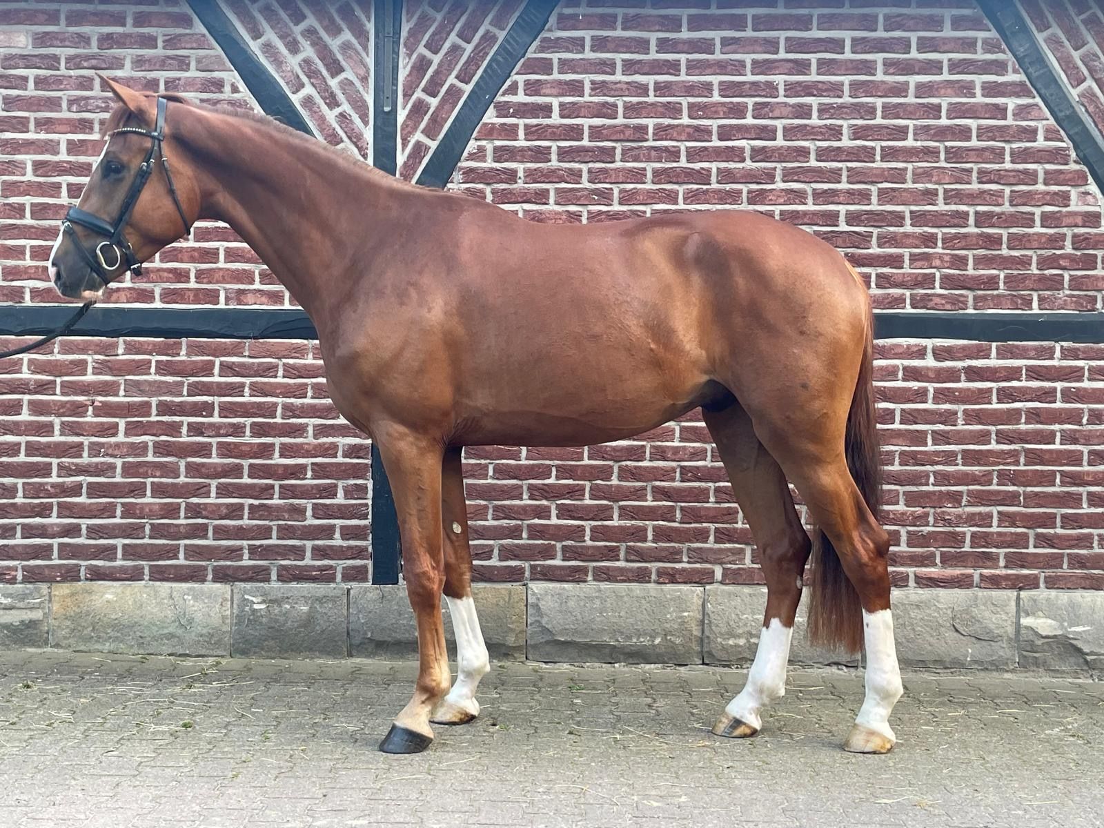 KWPN dressuurpaard ruin 3 år vos till salu - Foto 5
