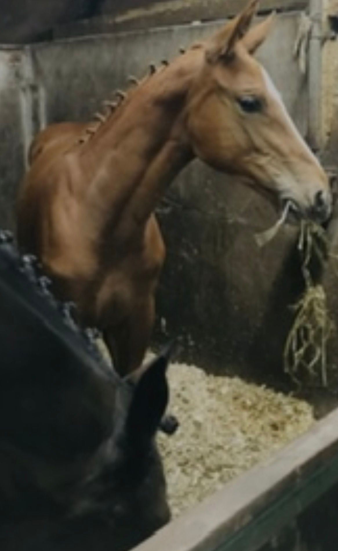 kwpn fokmerrie merrie 16 years old donkerbruin for sale - Photo 6