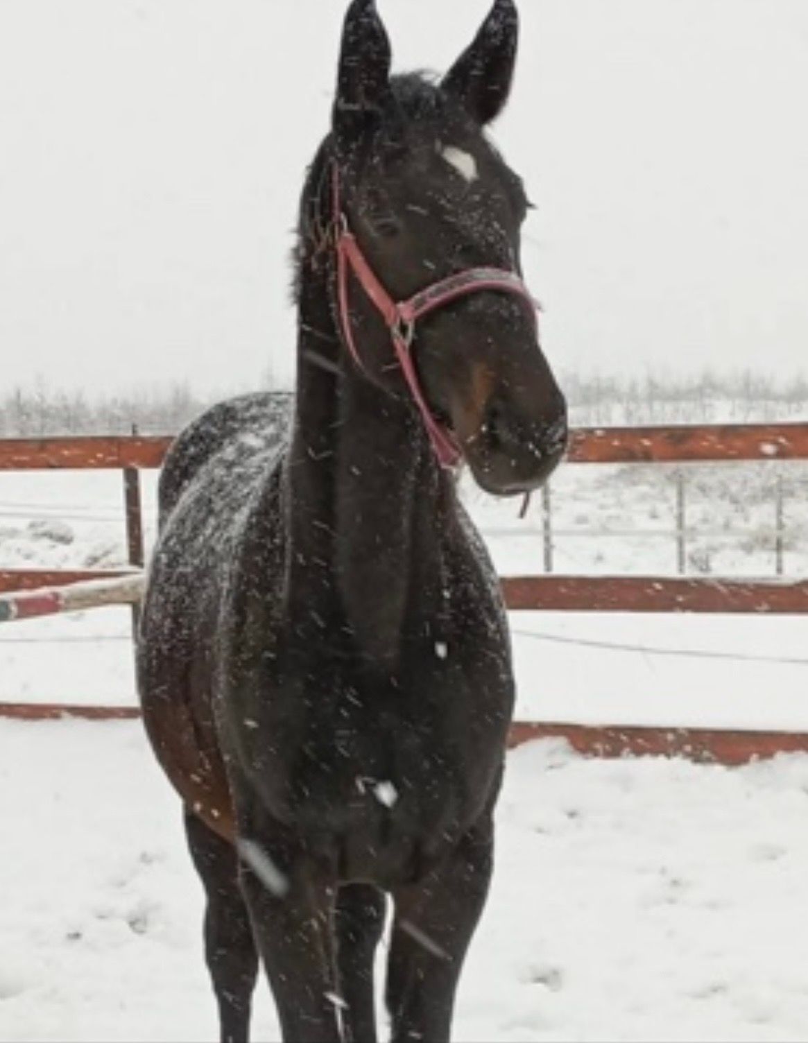 kwpn fokmerrie merrie 16 years old donkerbruin for sale - Photo 4