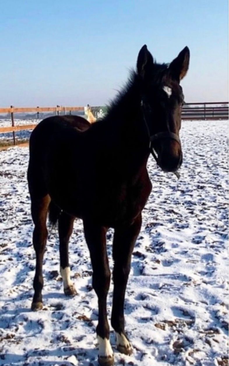 kwpn fokmerrie merrie 16 years old donkerbruin for sale - Photo 3