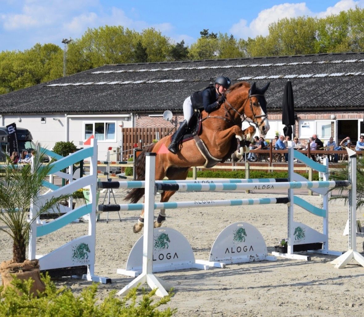 Cheval de saut d’obstacles / schoolmaster