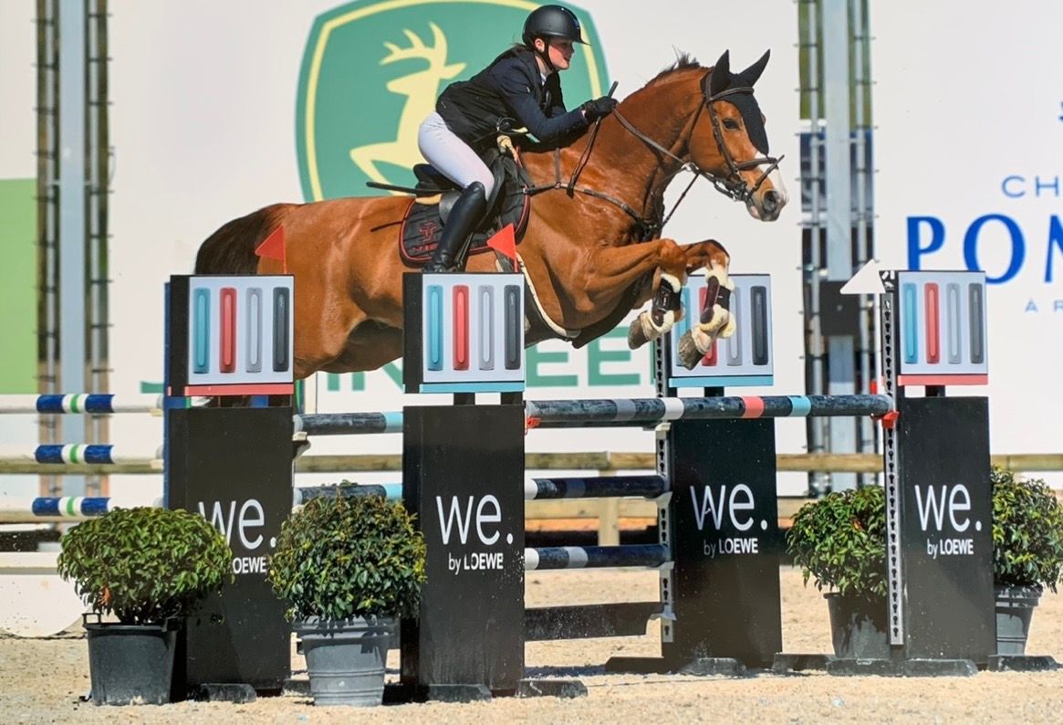 bwp springpaard ruin 16 jaar vos te koop - Foto 6