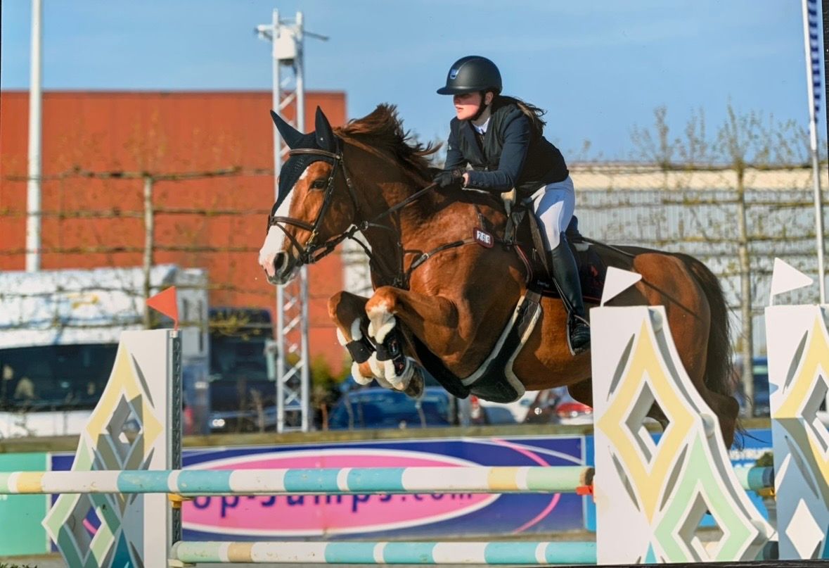 bwp springpaard ruin 16 jaar vos te koop - Foto 2
