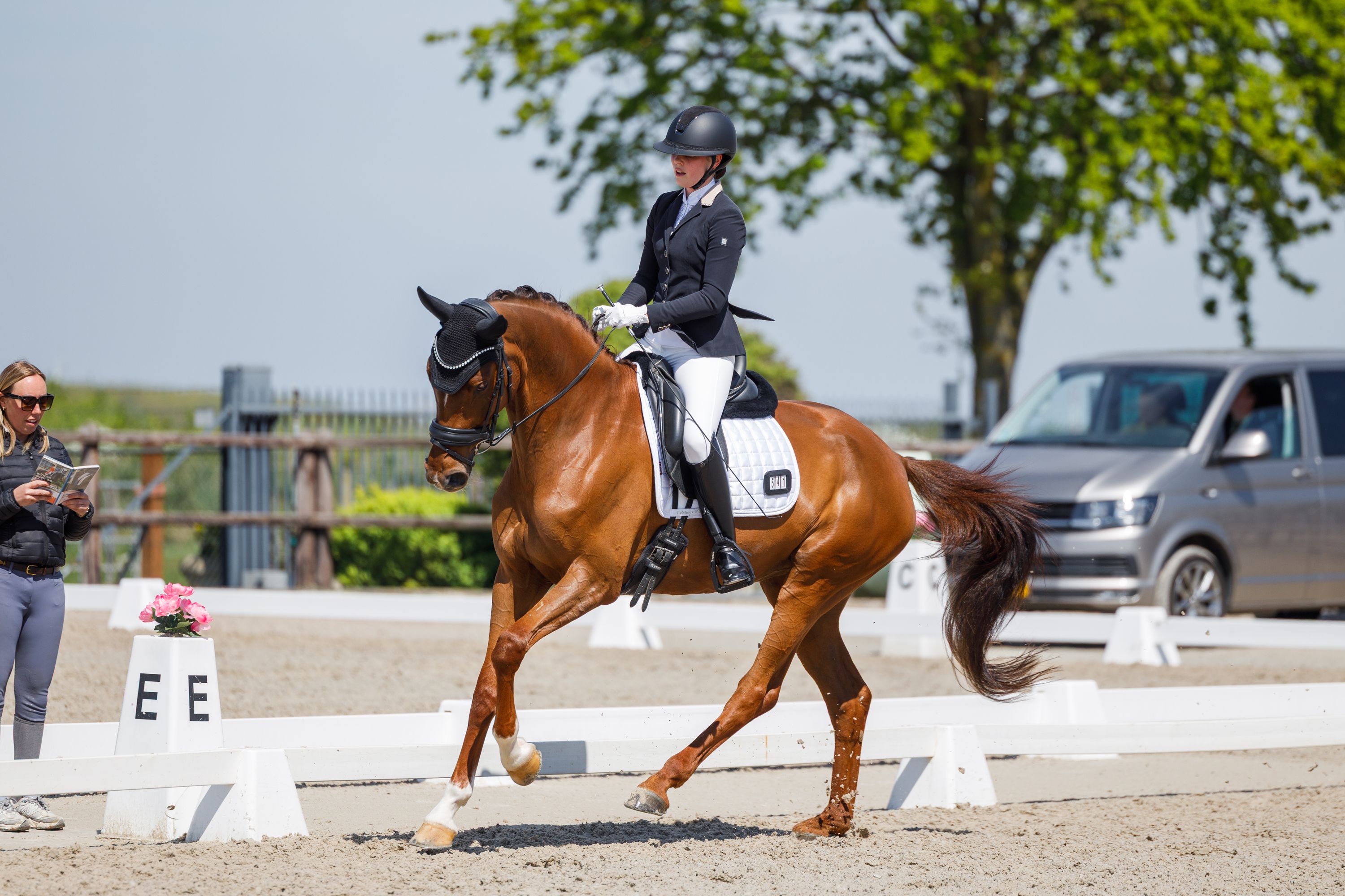 Jument de 6 ans (Selectric x Franziskus)