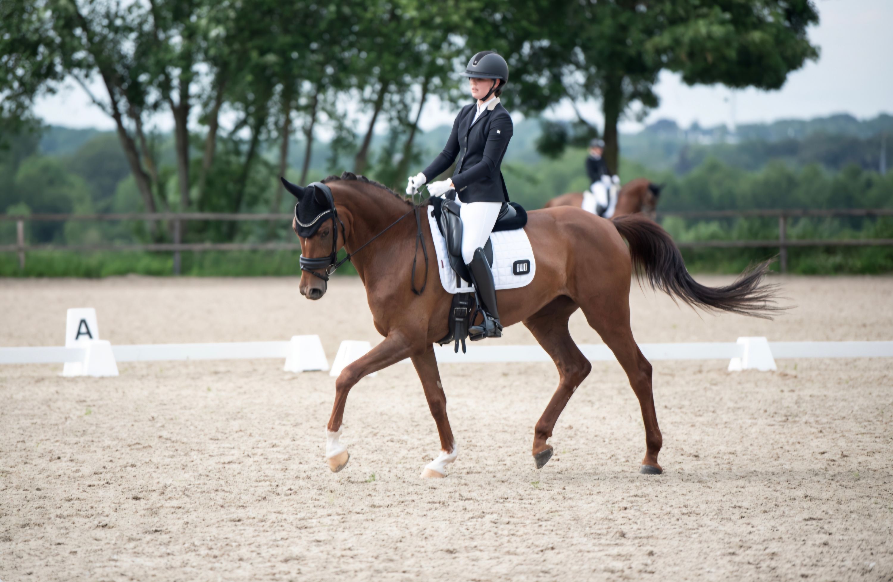 hanovarian dressuurpaard merrie 6 år vos till salu - Foto 2