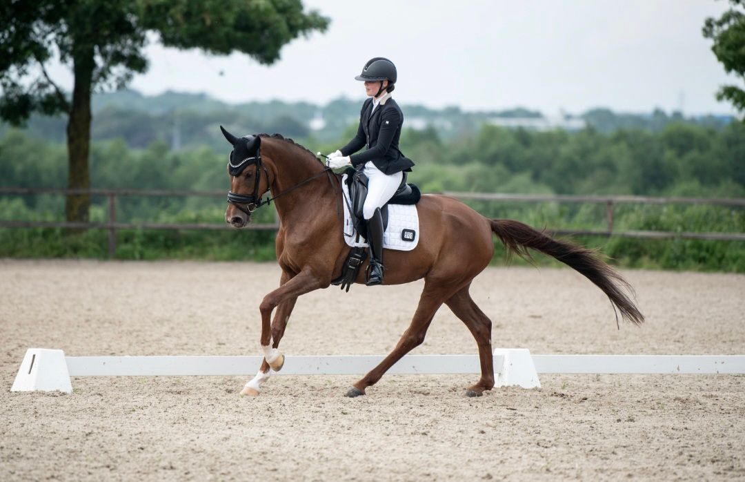 hanovarian dressuurpaard merrie 6 år vos till salu - Foto 3