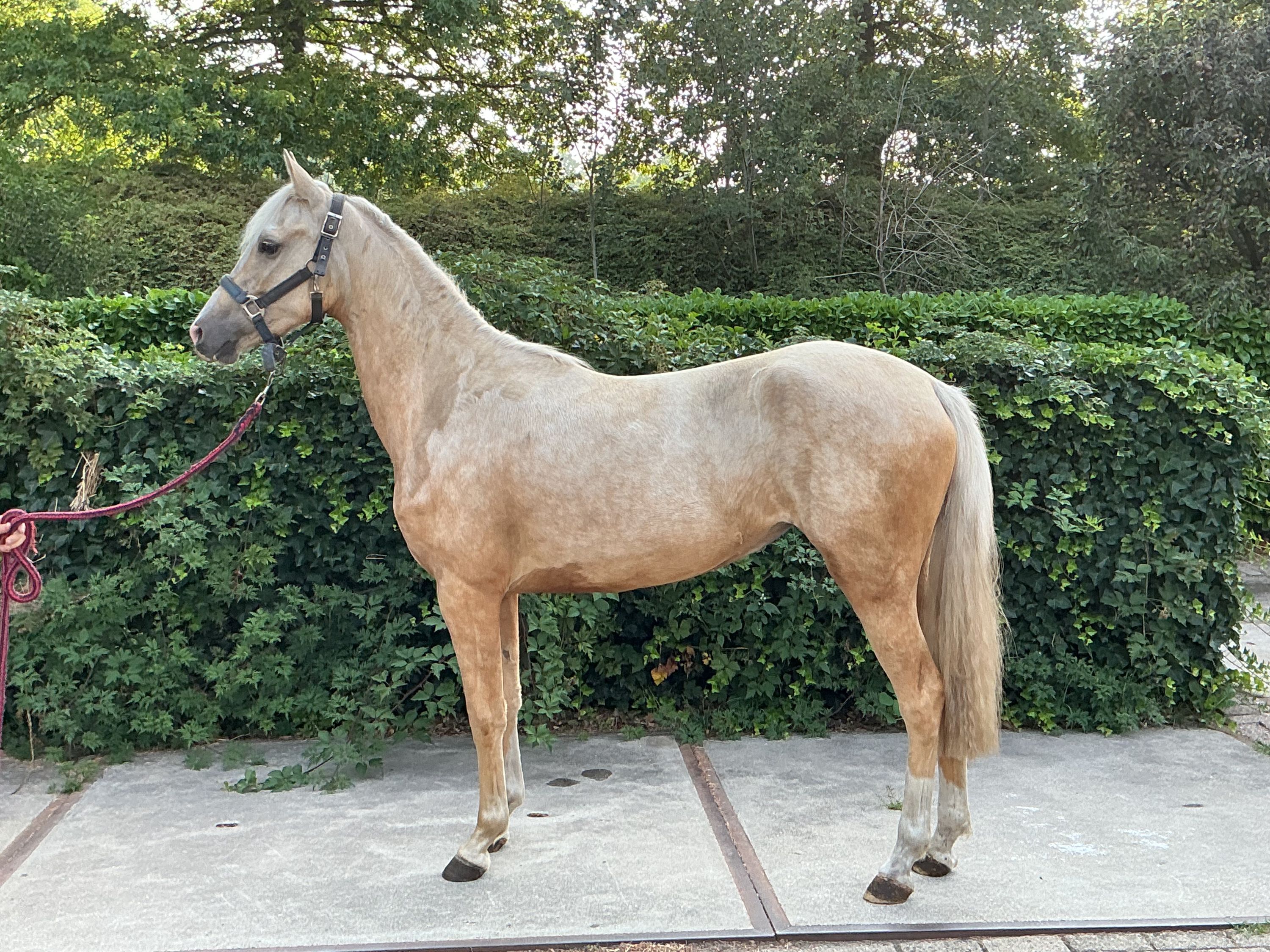 nrps pony merrie 2 ans palomino à vendre - Photo 2