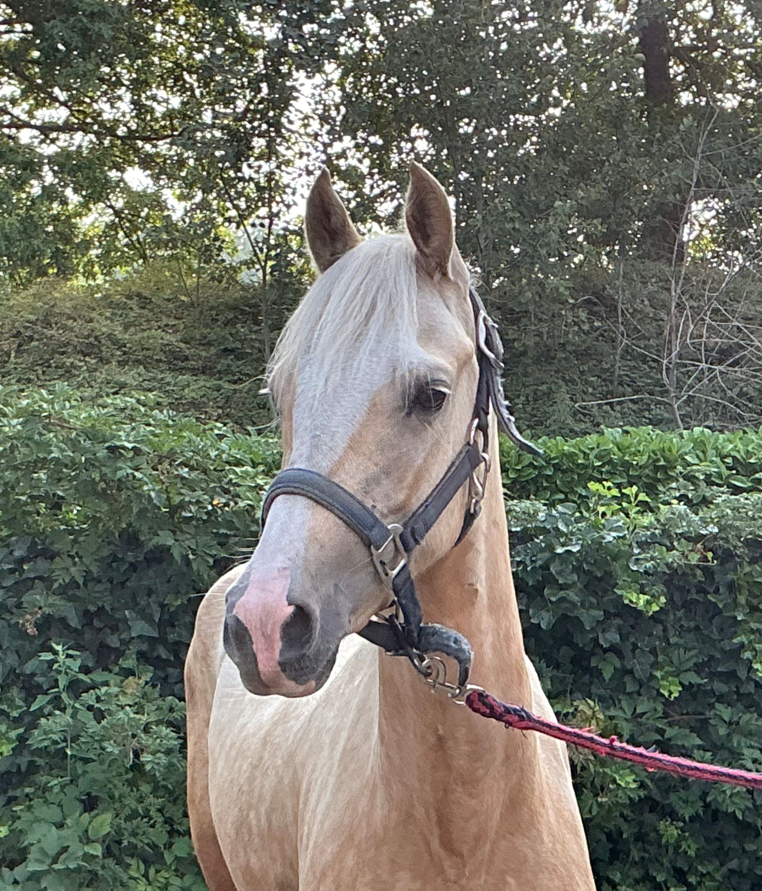 Jument palomino de 2,5 ans très gentille