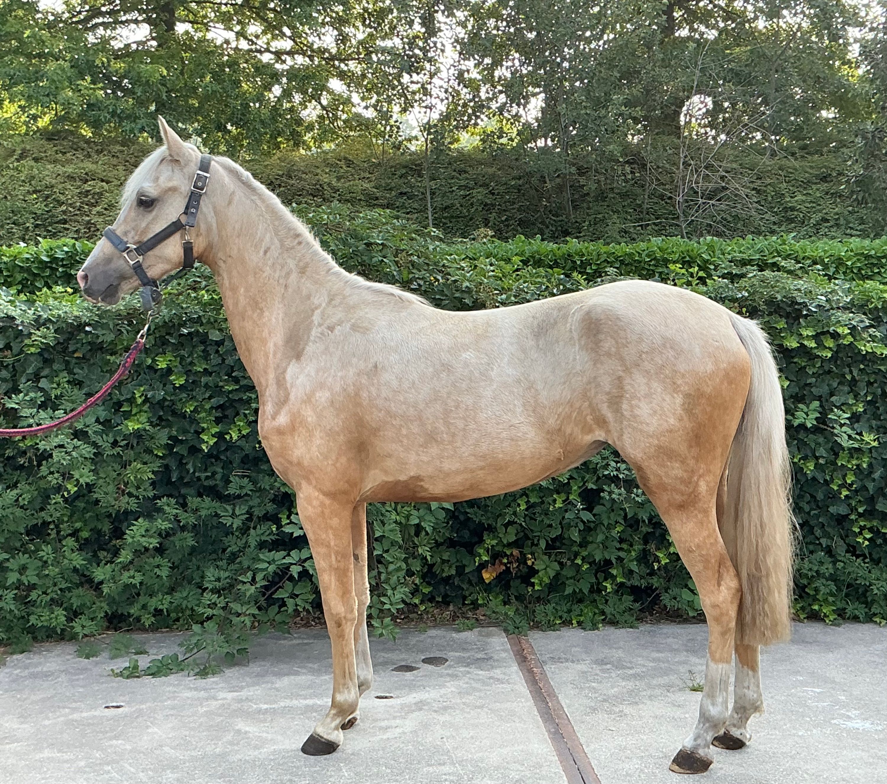 nrps pony merrie 2 ans palomino à vendre - Photo 3