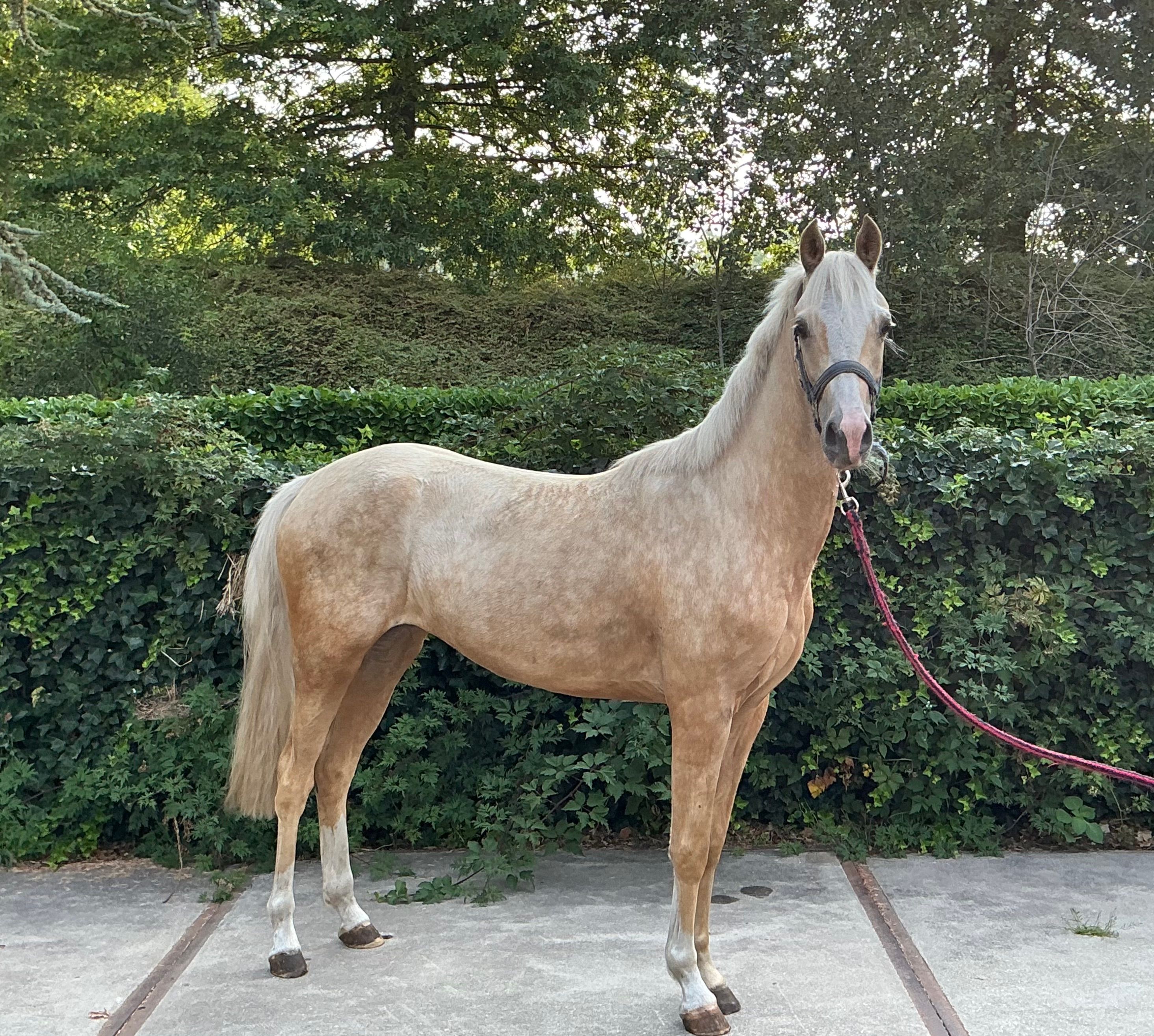 nrps pony merrie 2 ans palomino à vendre - Photo 5