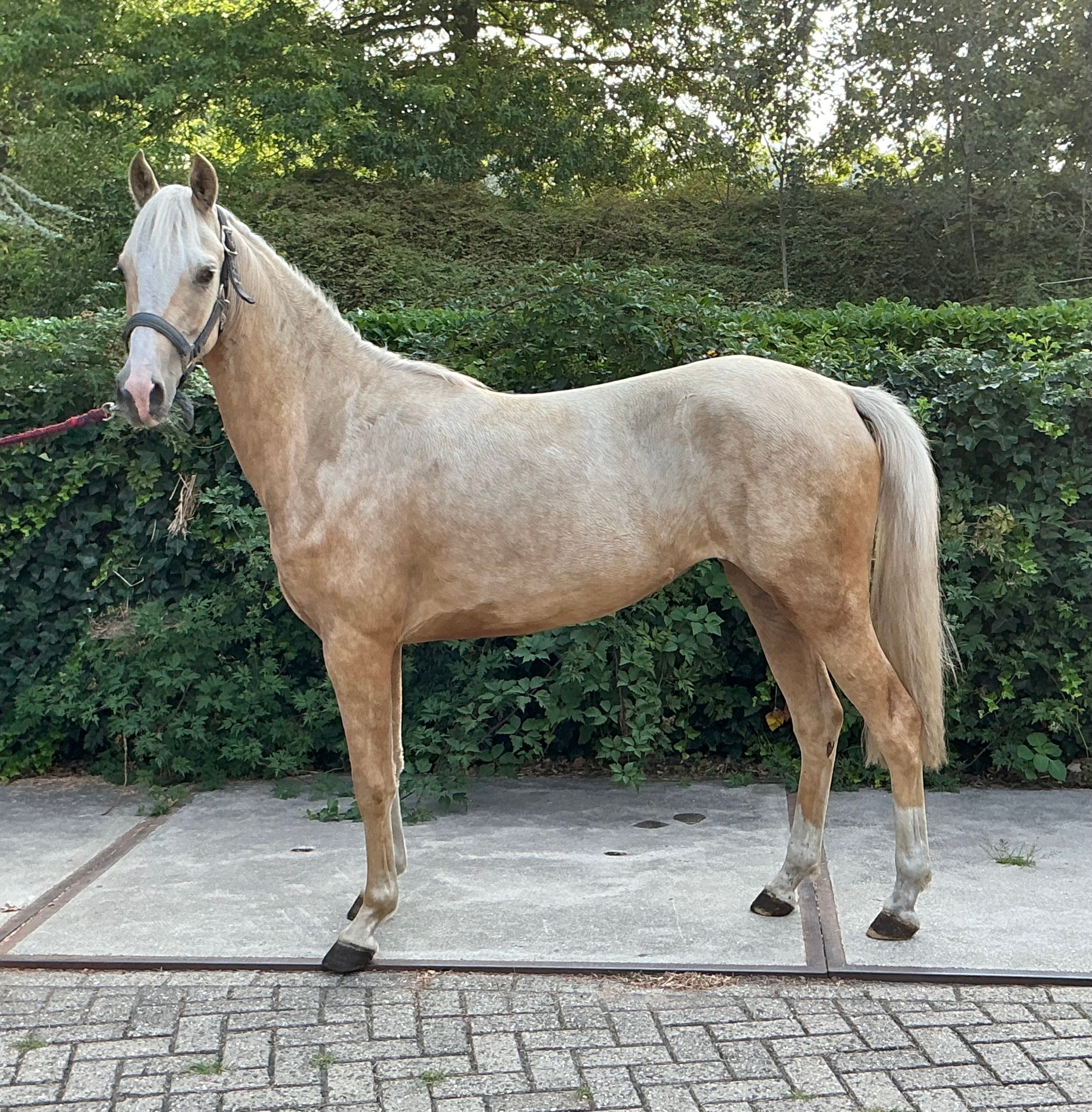 nrps pony merrie 2 ans palomino à vendre - Photo 4