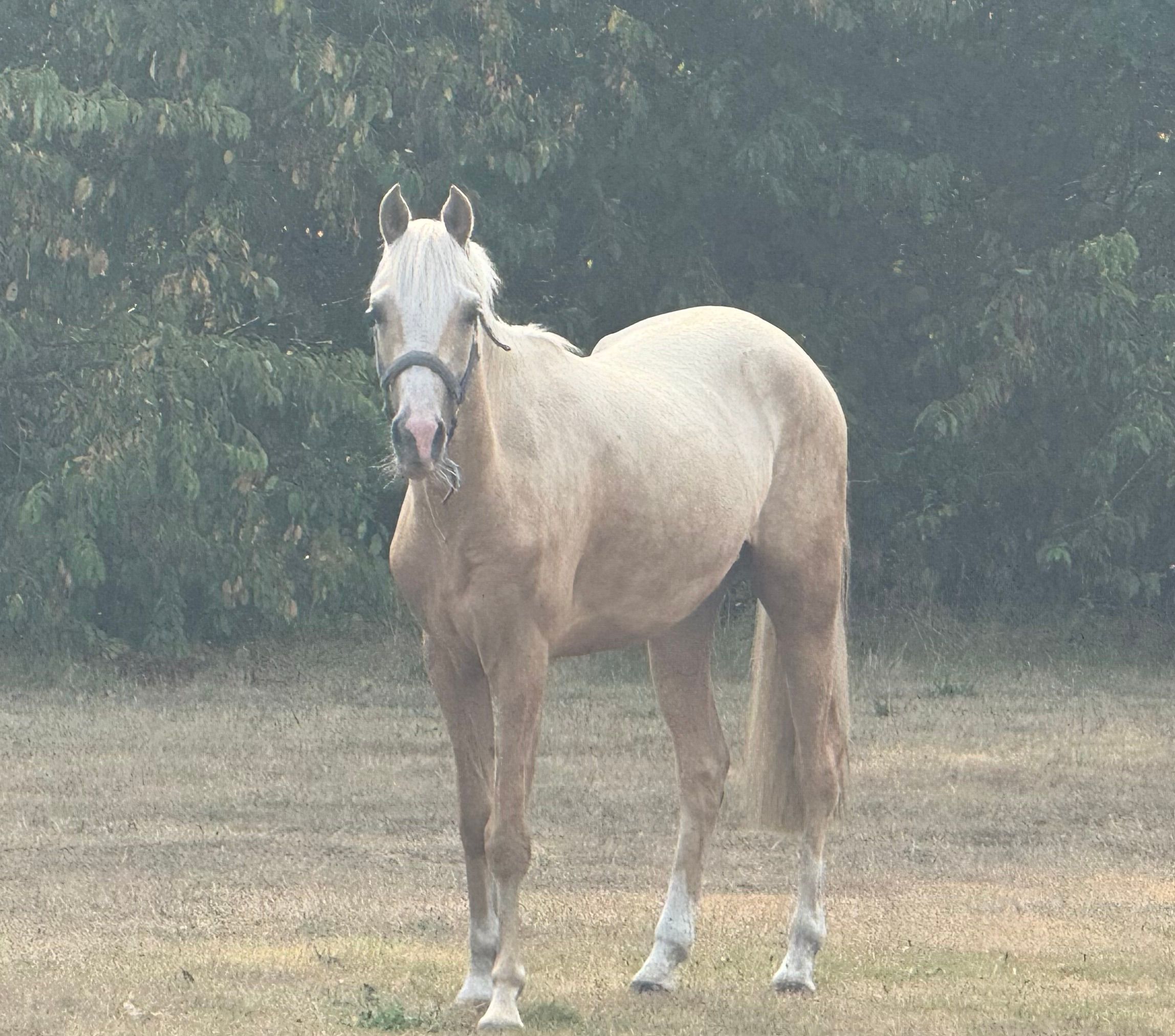 nrps pony merrie 2 ans palomino à vendre - Photo 6