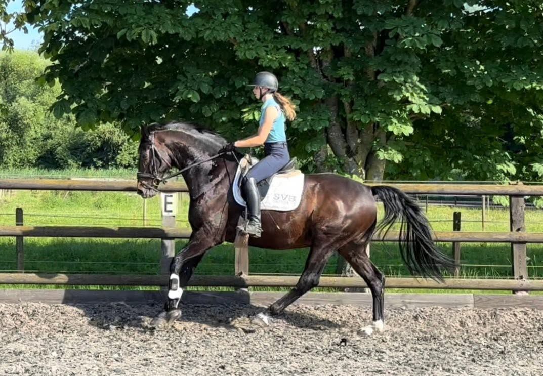 kwpn dressuurpaard ruin 8 jaar donkerbruin te koop - Foto 2