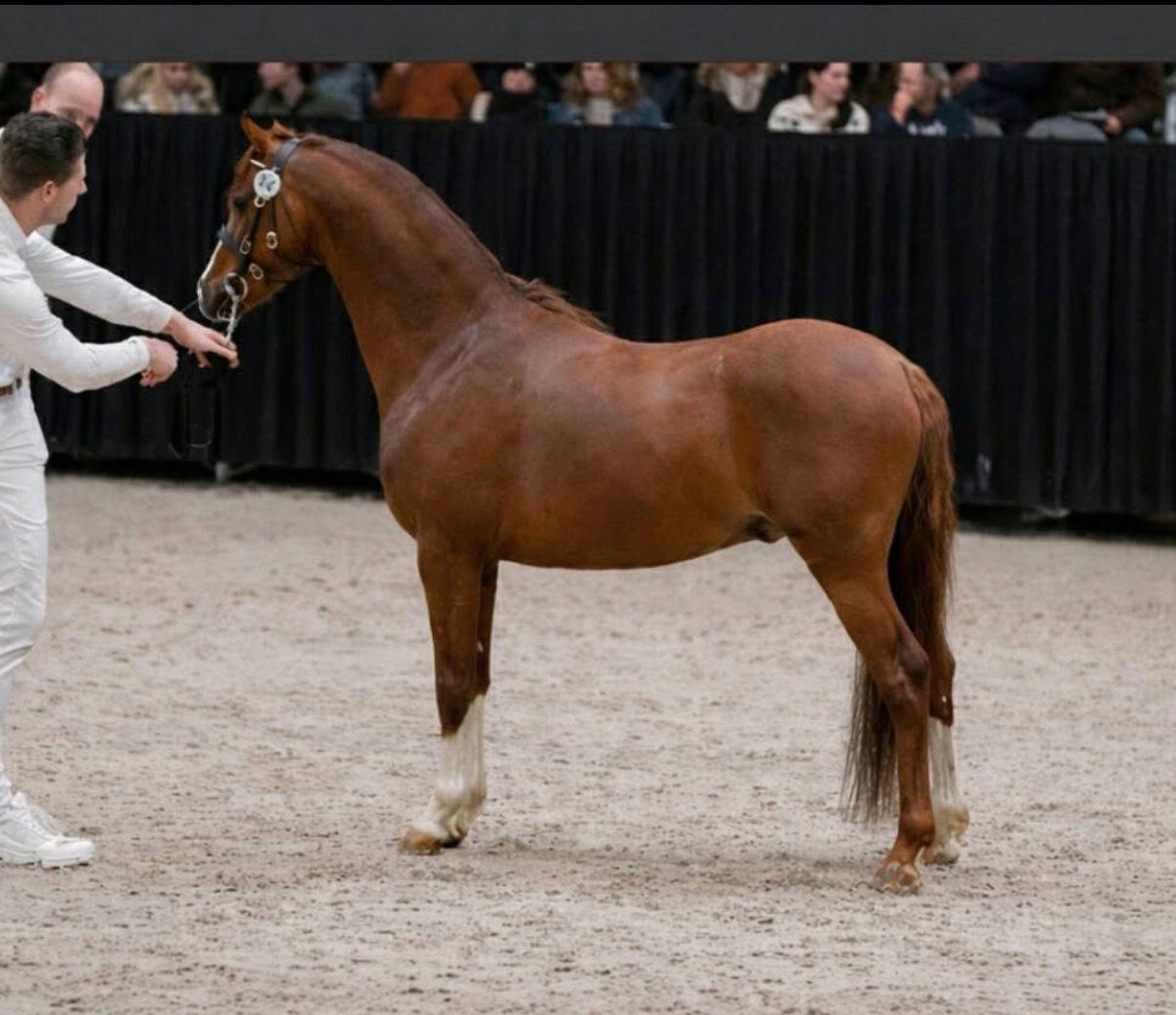 Hongre Welsh section B de 4 ans très luxueux et talentueux