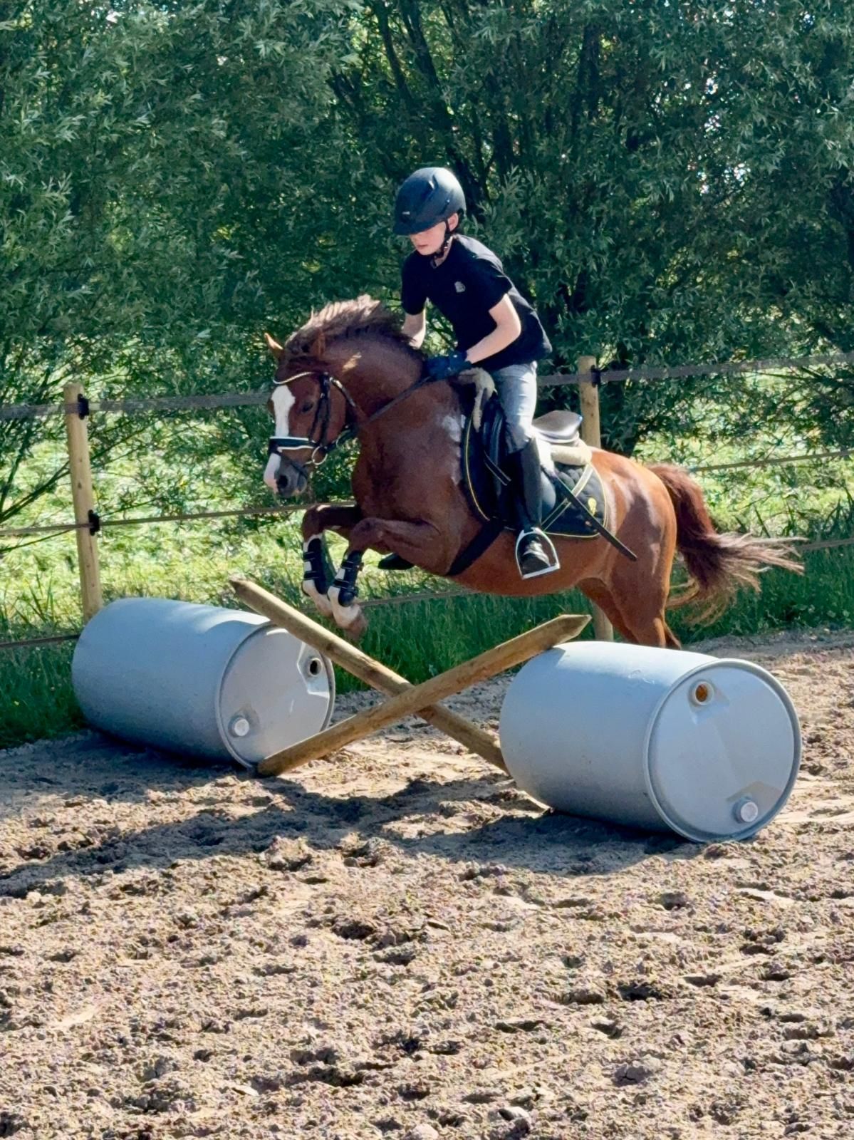 welsh allround-pony ruin 4 ans vos à vendre - Photo 3