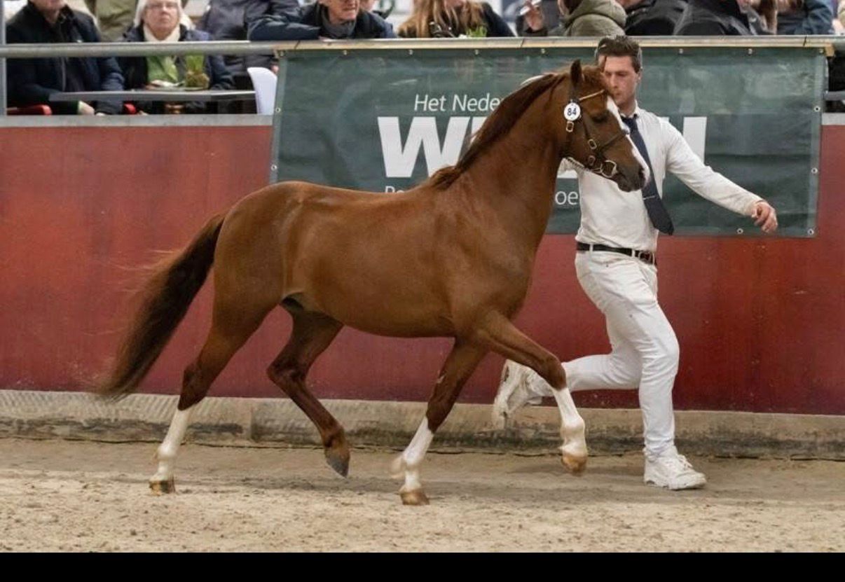 welsh allround-pony ruin 4 ans vos à vendre - Photo 2