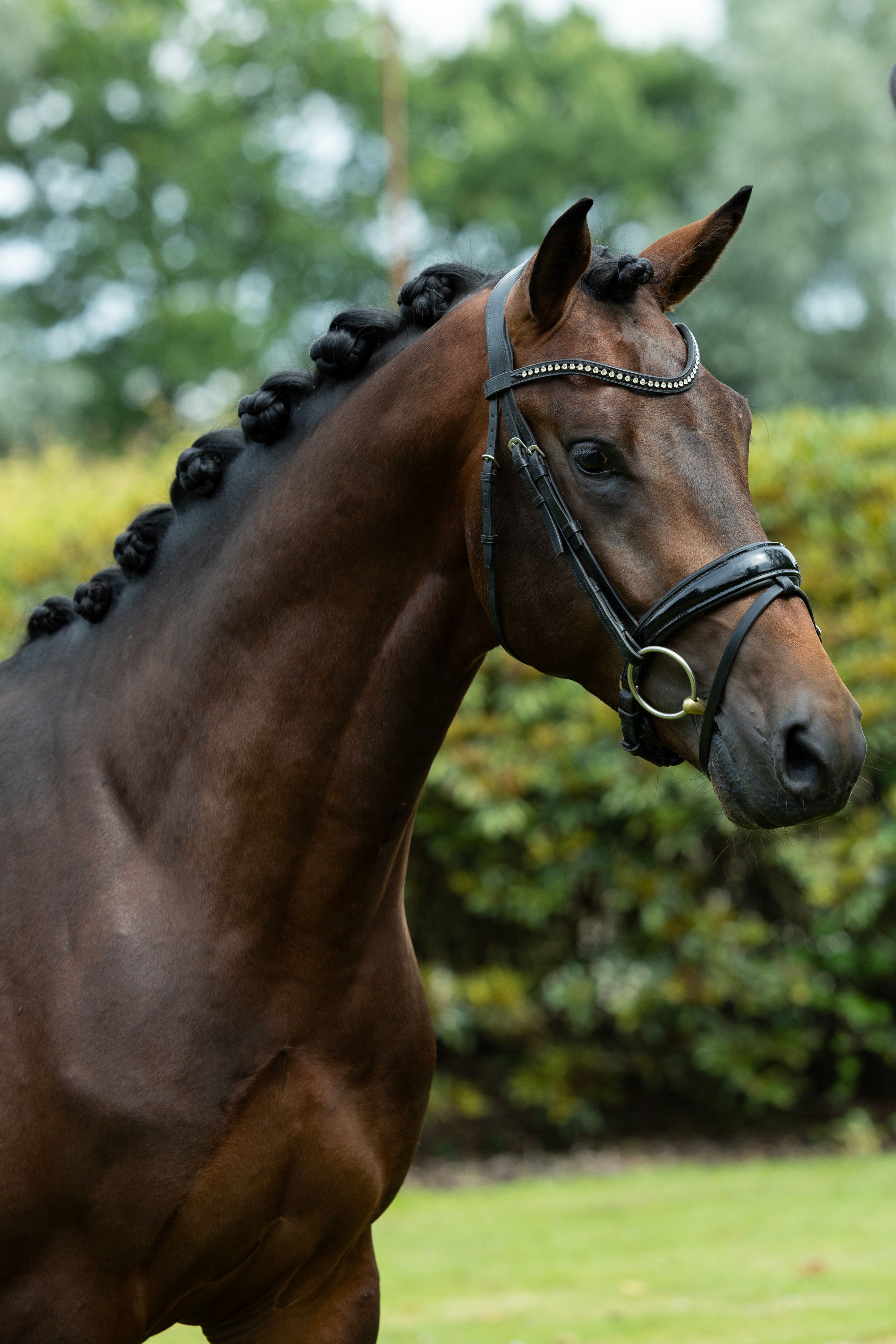 Mimořádně talentovaný hřebec do budoucna