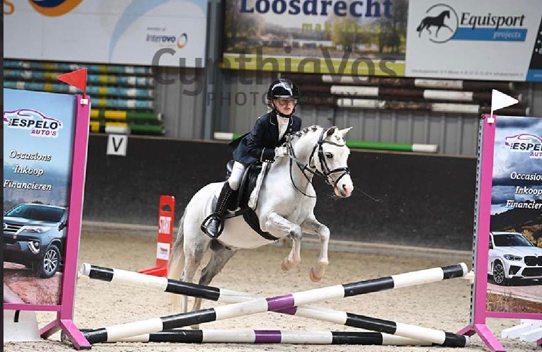 ander allround-pony ruin 10 ans schimmel à vendre - Photo 3