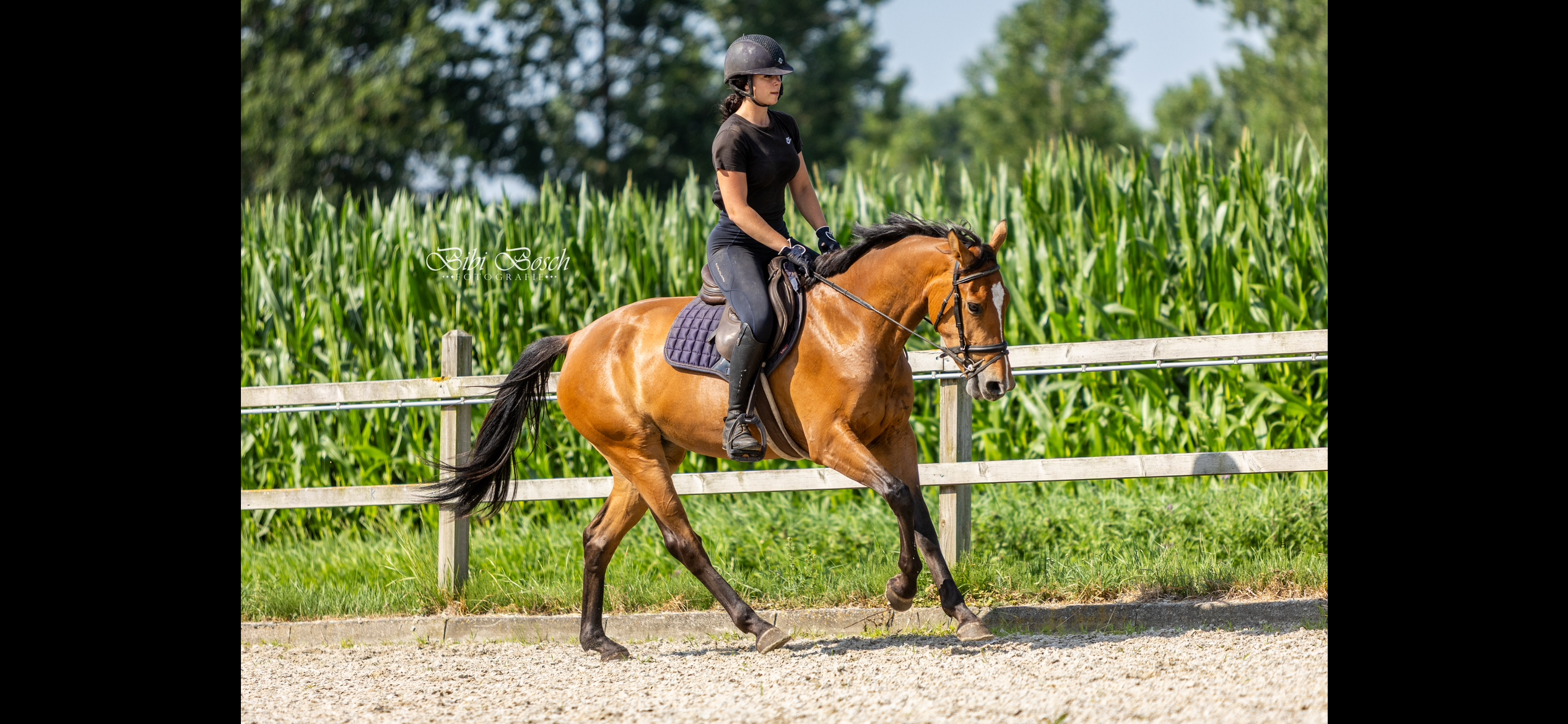 kwpn springpaard merrie 3 jaar bruin te koop - Foto 2