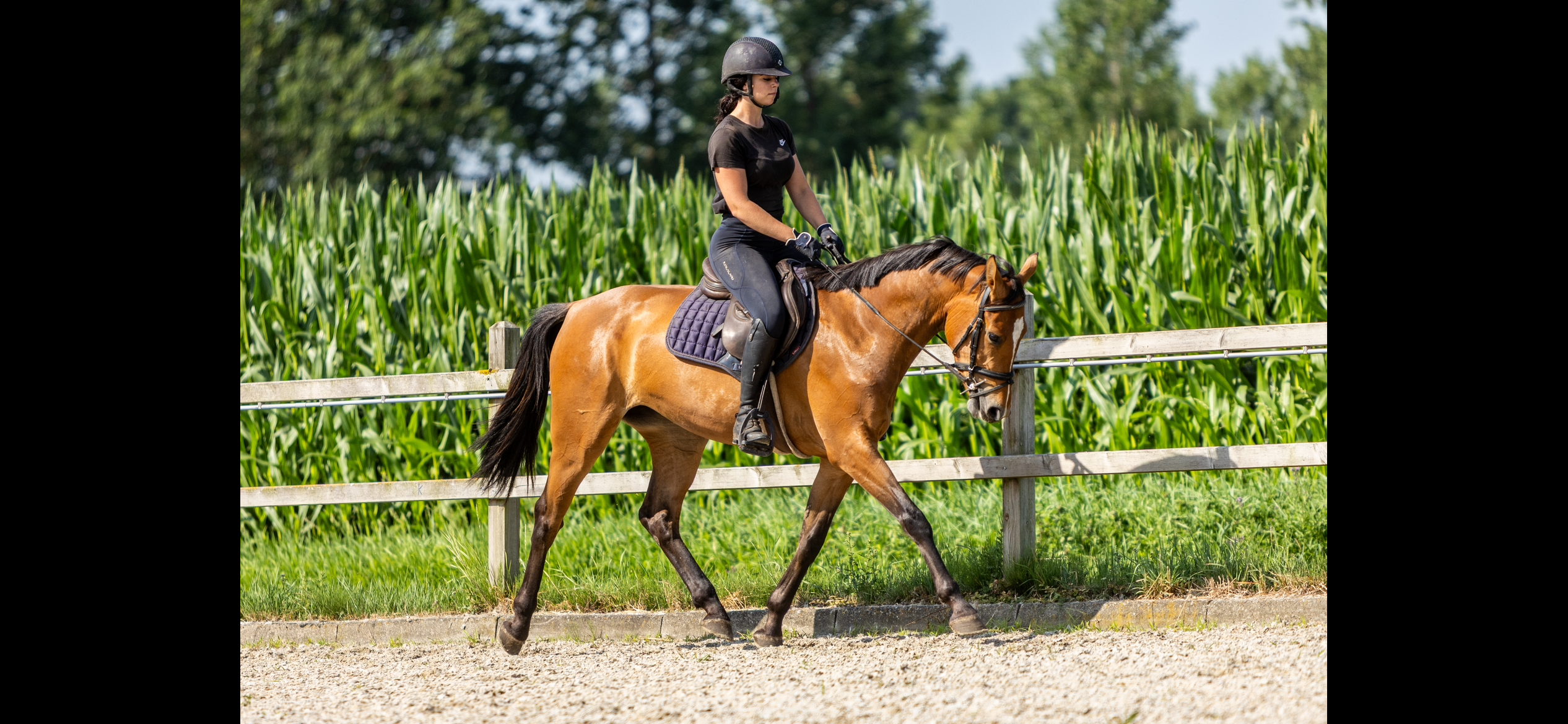kwpn springpaard merrie 3 jaar bruin te koop - Foto 3
