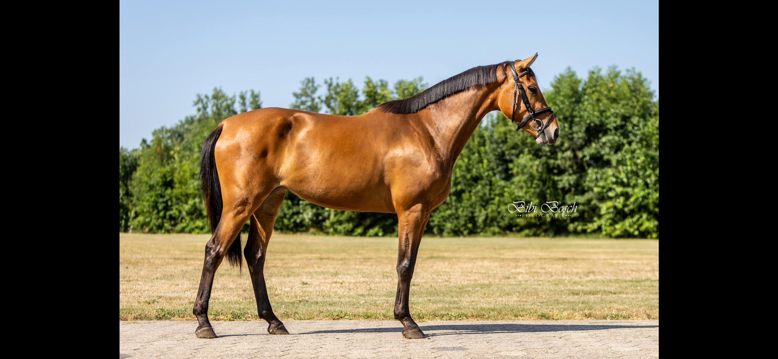 kwpn springpaard merrie 3 jaar bruin te koop - Foto 4