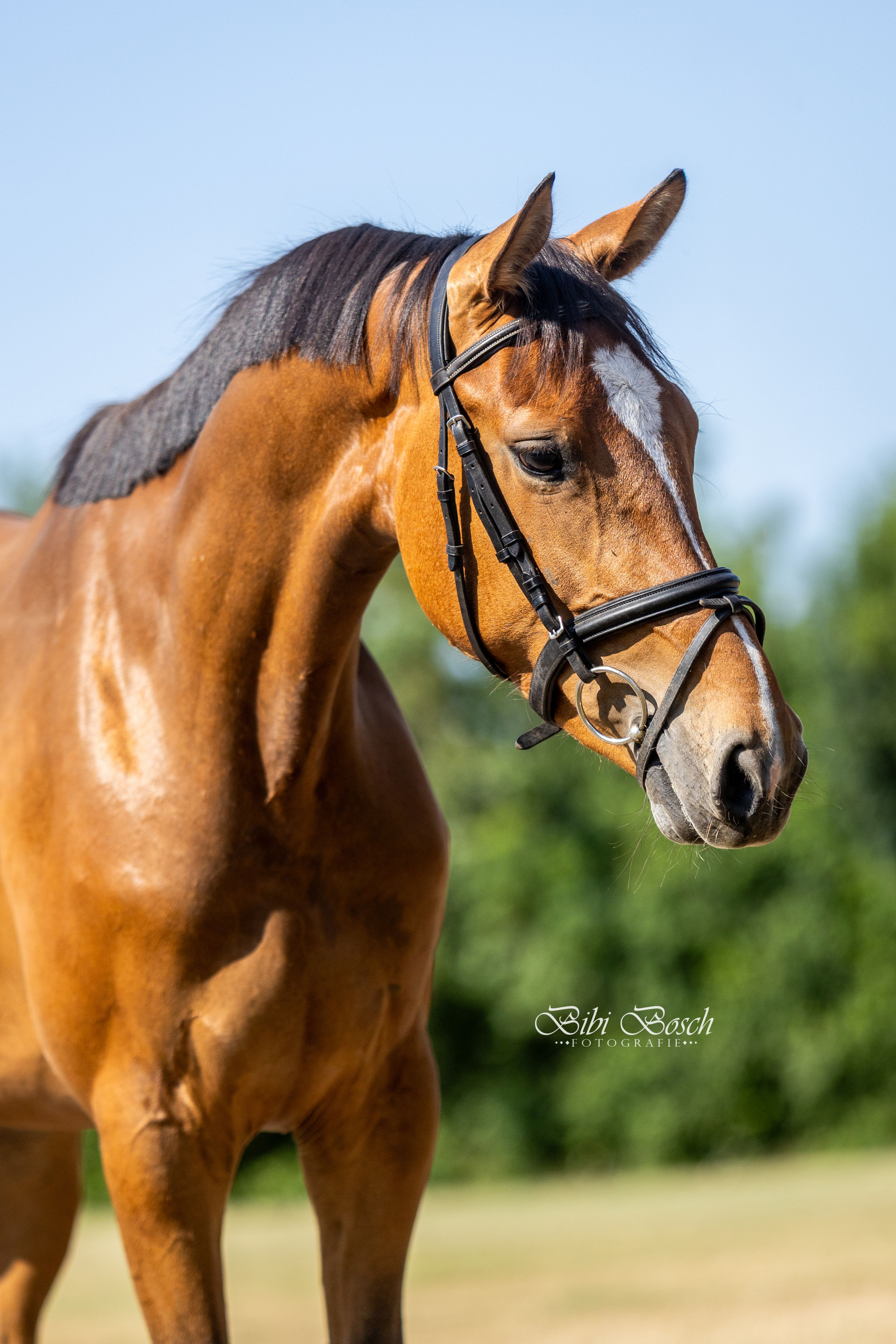 kwpn springpaard merrie 3 jaar bruin te koop - Foto 5