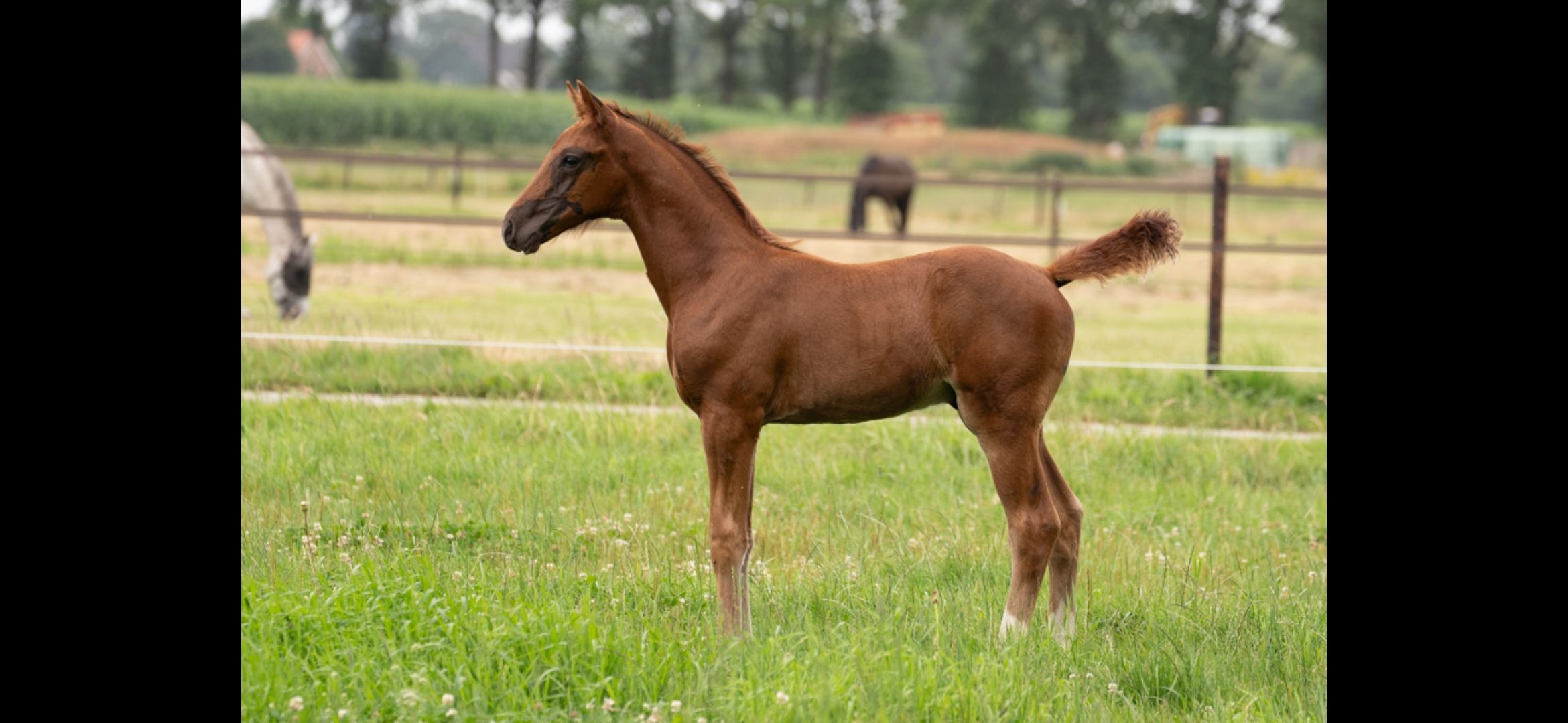 oldenburg dressuurpaard hengst 0 years old andere-kleur for sale - Photo 4