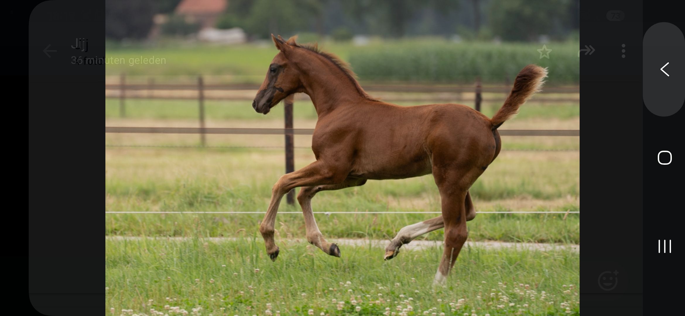 oldenburg dressuurpaard hengst 0 years old andere-kleur for sale - Photo 3