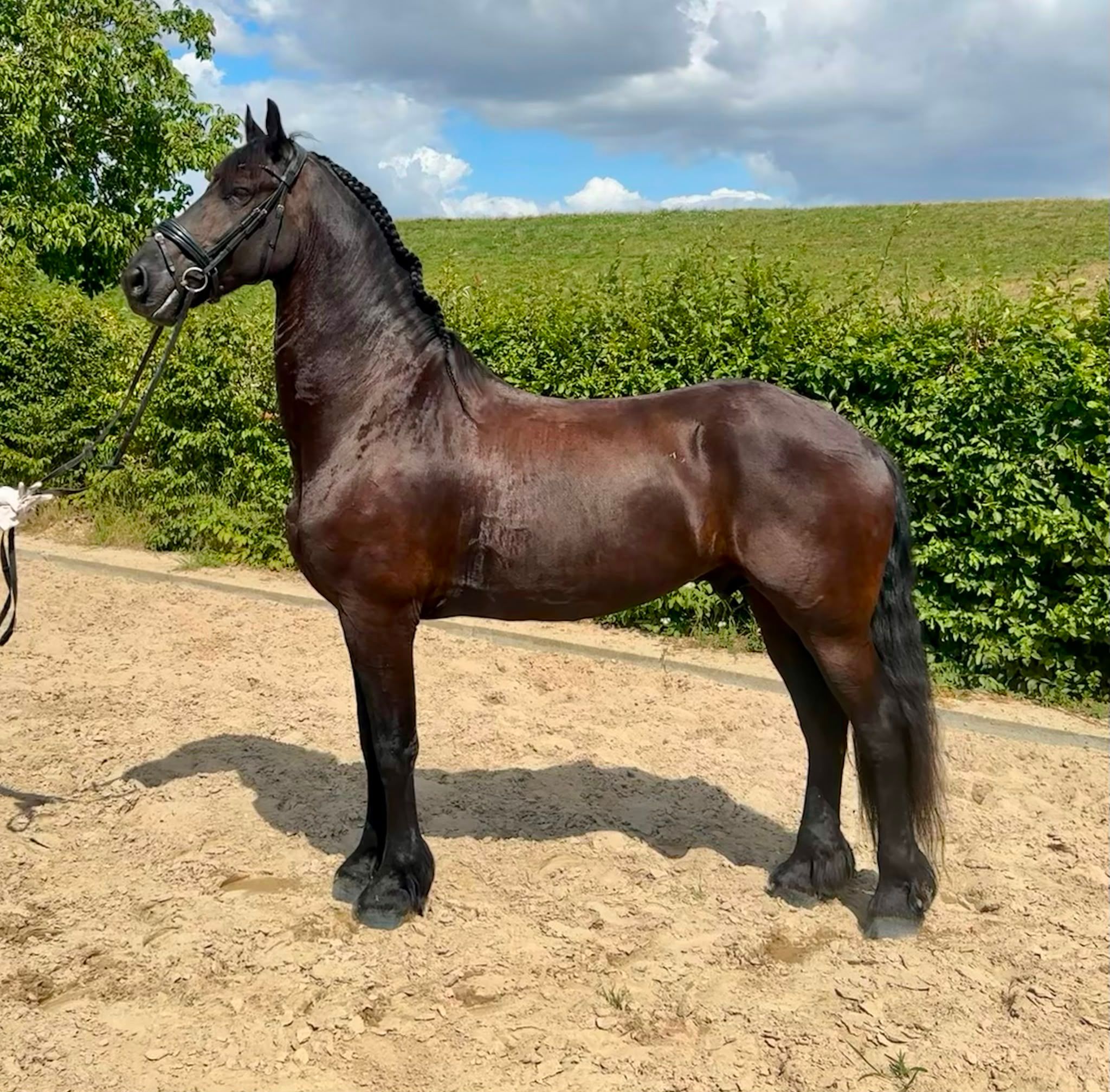 FPS (Nederland) allround fries ruin 8 ans Zwart à vendre - Photo 2