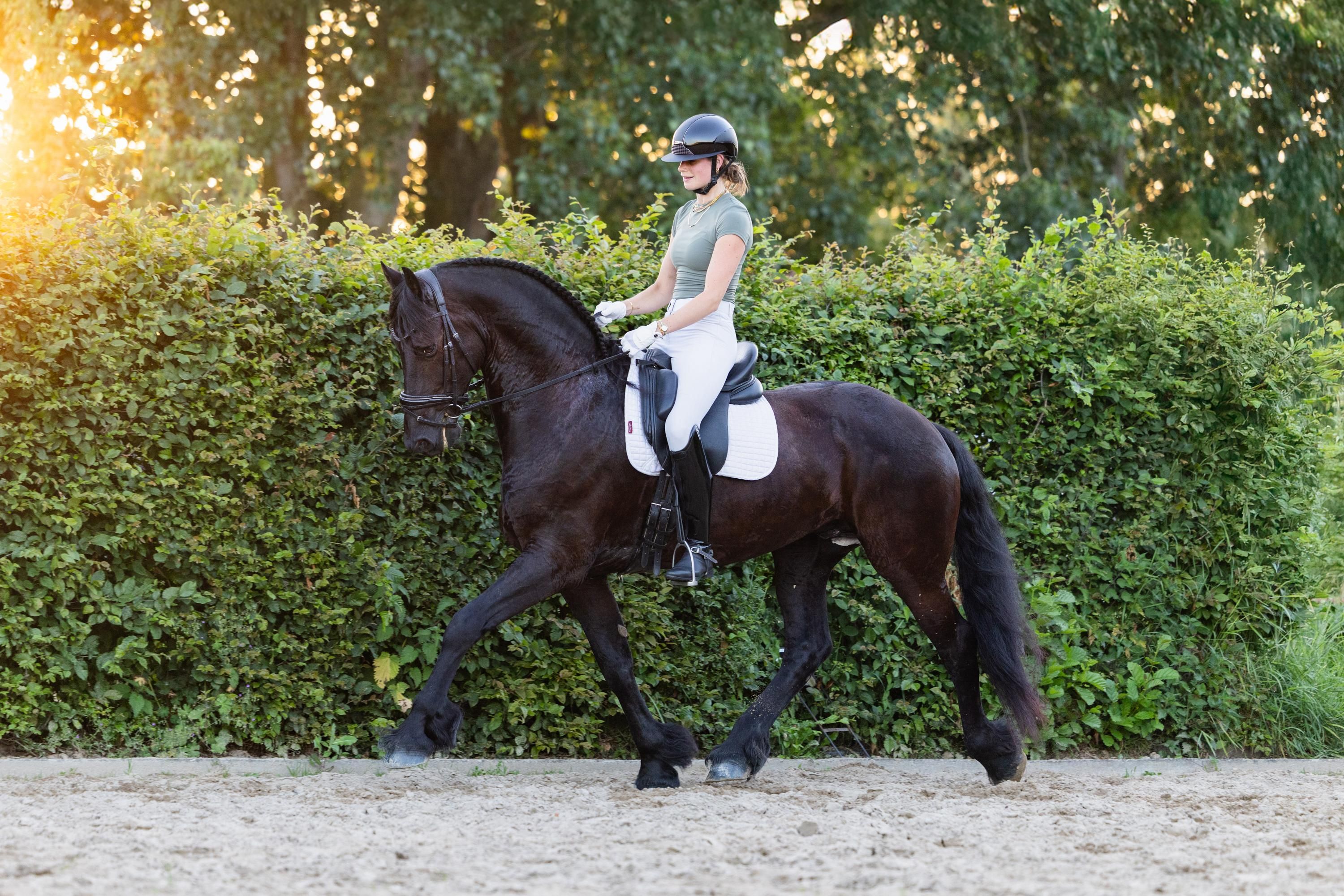 Grand frison hongre avec beaucoup d'aptitudes pour le sport