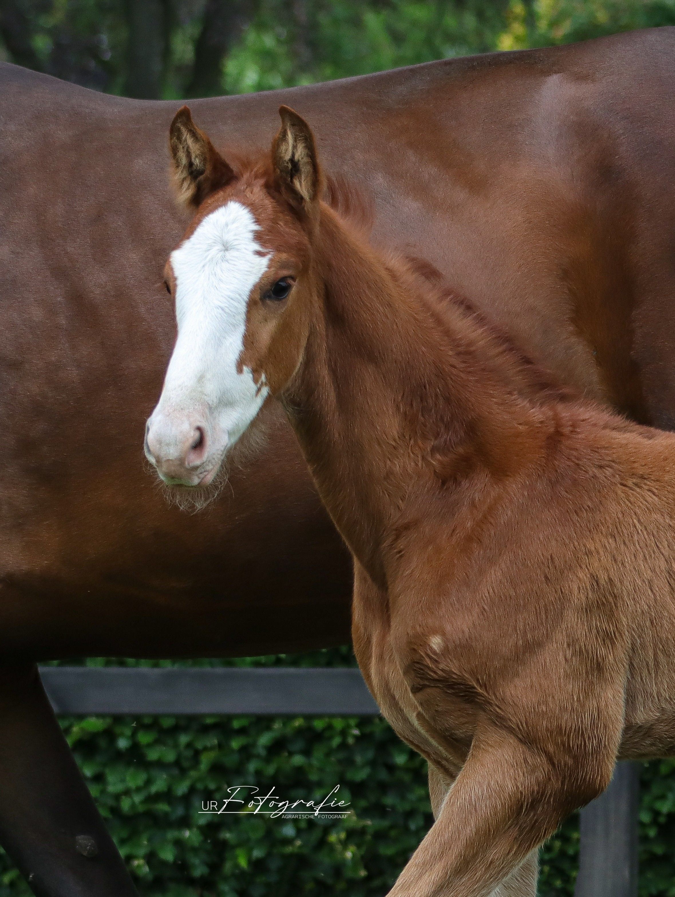 Colt foal by Carambole
