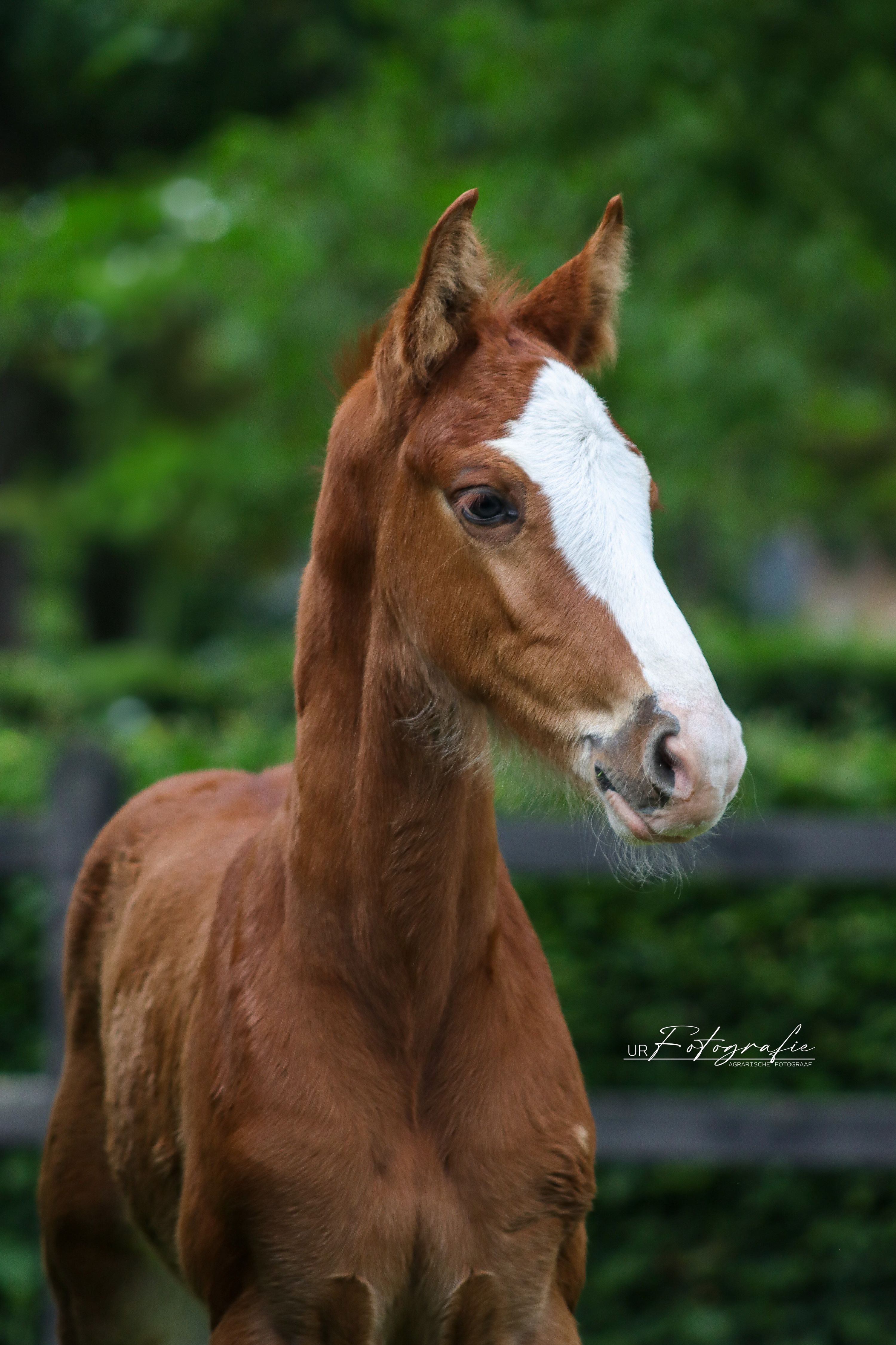 kwpn springpaard hengst 0 years old vos for sale - Photo 2