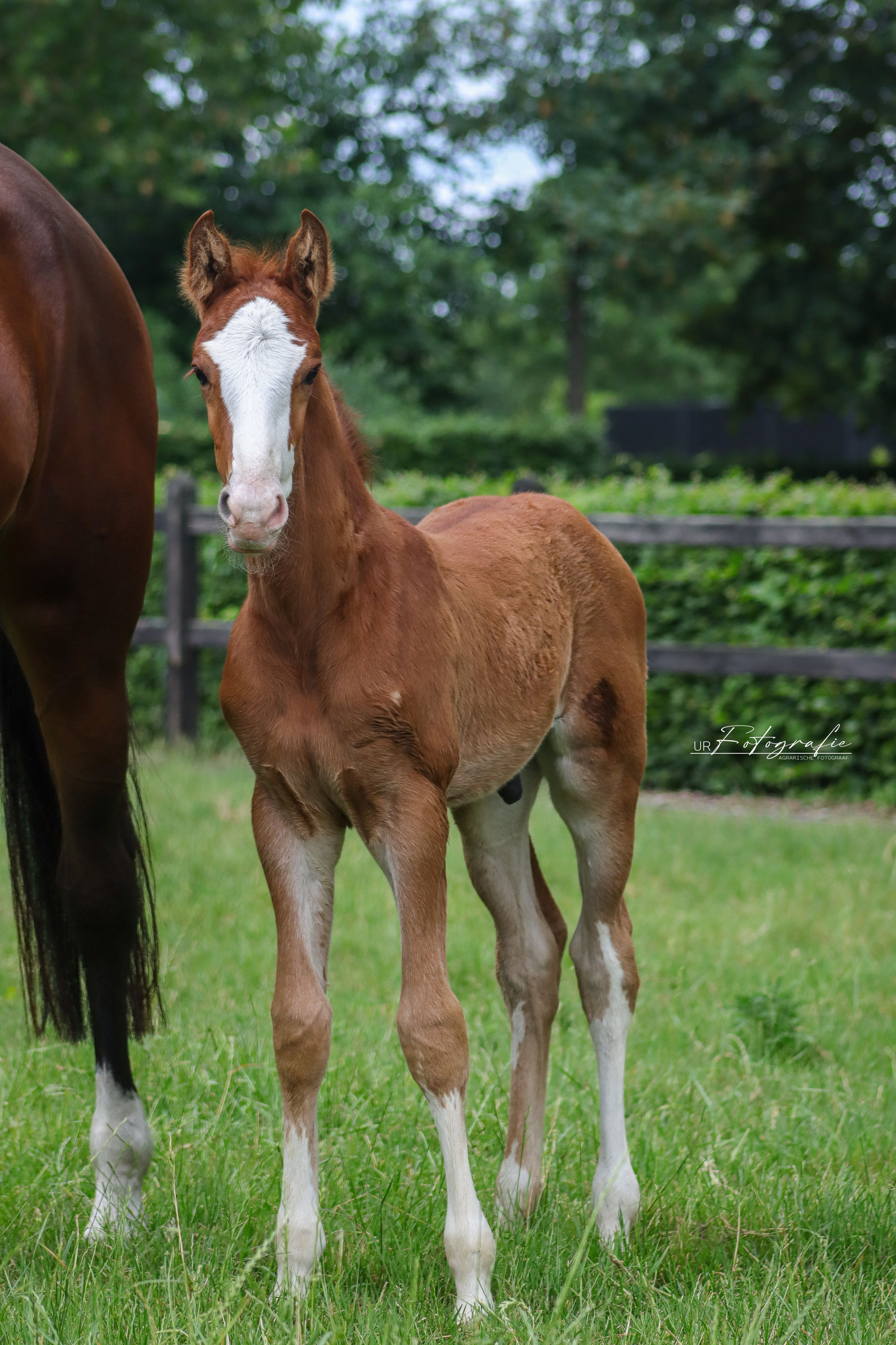 kwpn springpaard hengst 0 years old vos for sale - Photo 4