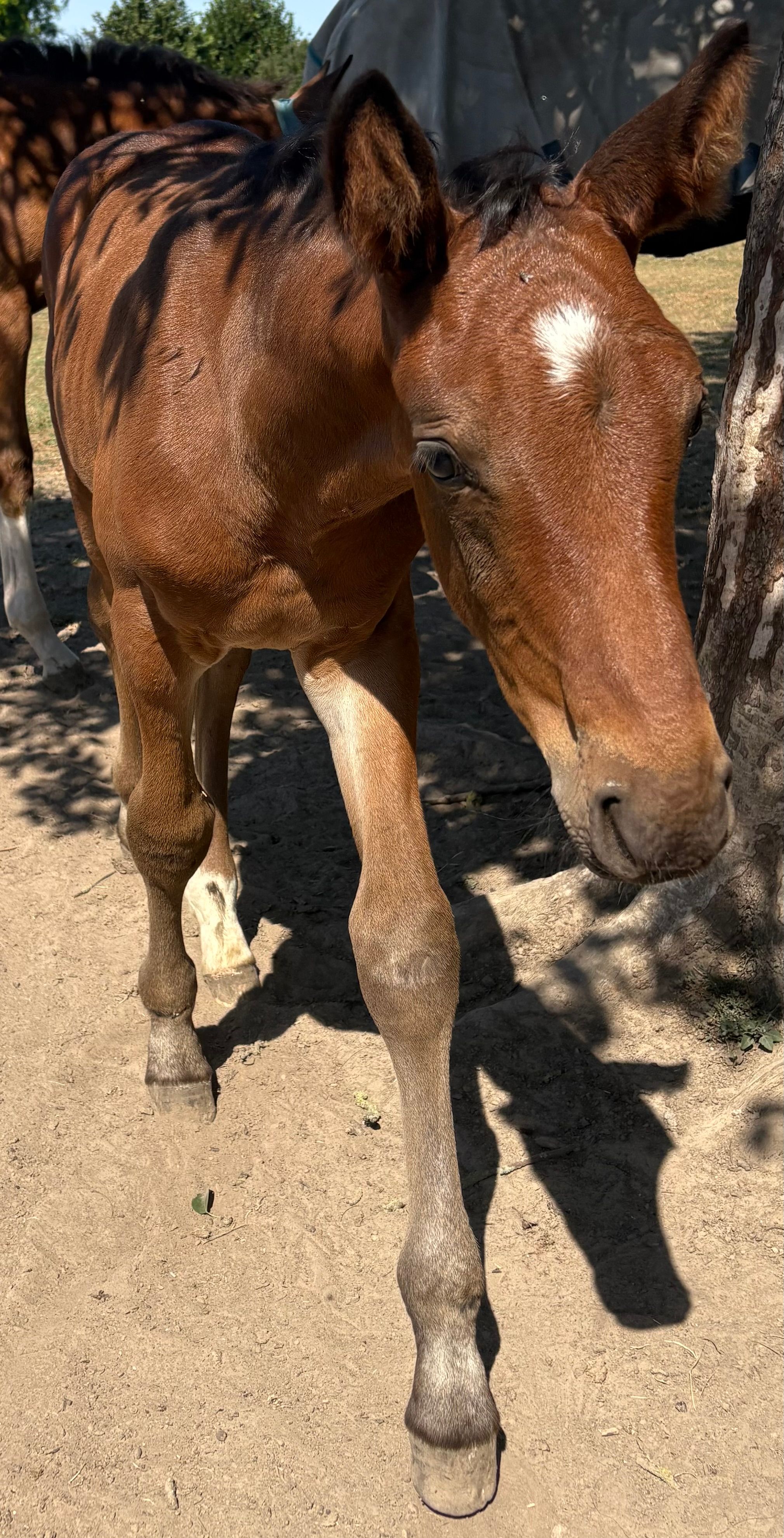 zangersheide springpaard hengst 0 jaar schimmel te koop - Foto 3