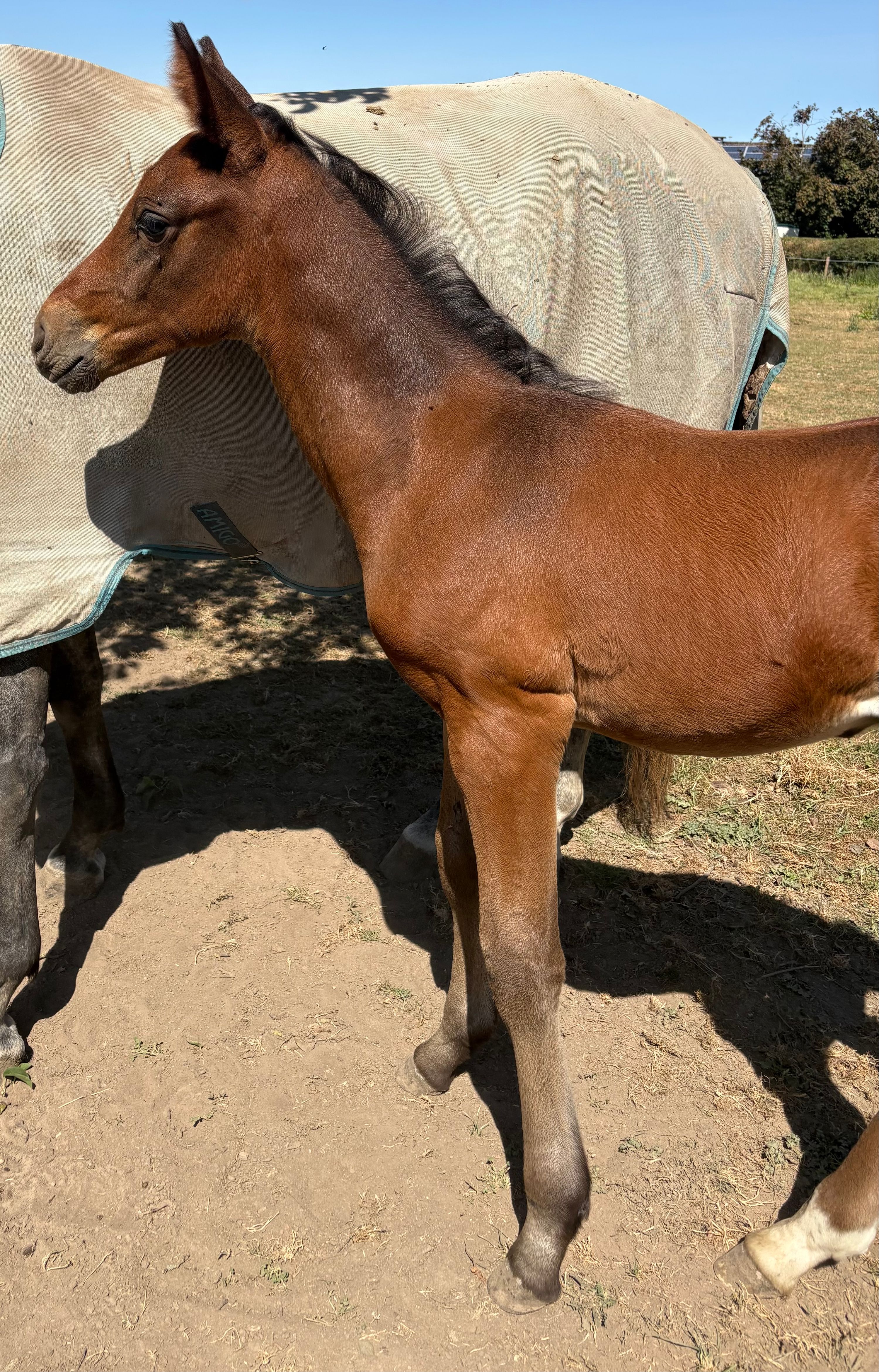 zangersheide springpaard hengst 0 jaar schimmel te koop - Hoofdfoto
