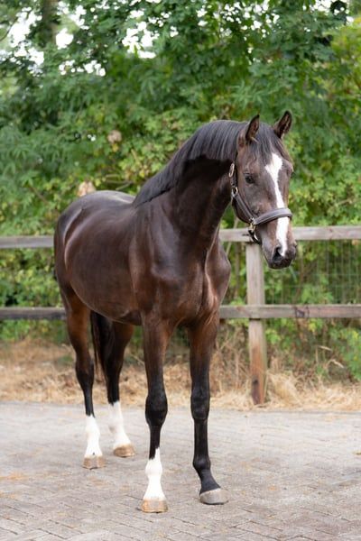 dressuurpaard hengst 2 rokov donkerbruin na predaj - Foto 2
