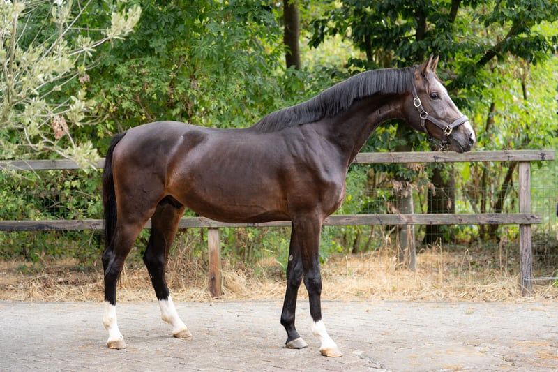 dressuurpaard hengst 2 rokov donkerbruin na predaj - Foto 3