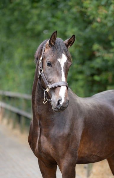dressuurpaard hengst 2 rokov donkerbruin na predaj - Foto 4