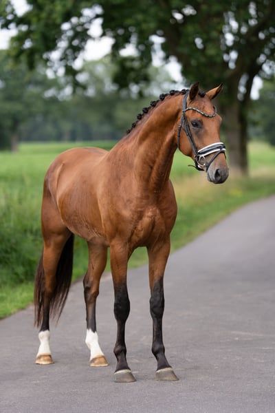 kwpn dressuurpaard hengst 3 anos bruin à venda - Foto 3