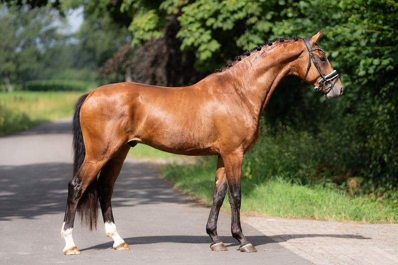 kwpn dressuurpaard hengst 3 anos bruin à venda - Foto 2
