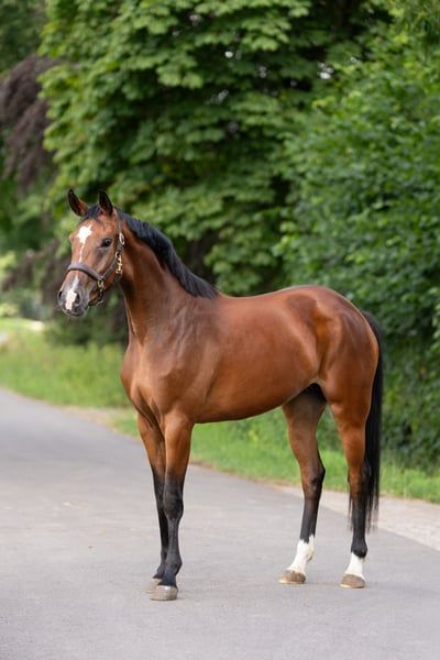 hanovarian dressuurpaard merrie 5 ani bruin de vânzare - Foto 4