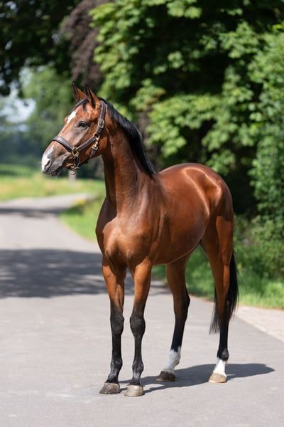 hanovarian dressuurpaard merrie 5 ani bruin de vânzare - Foto 2